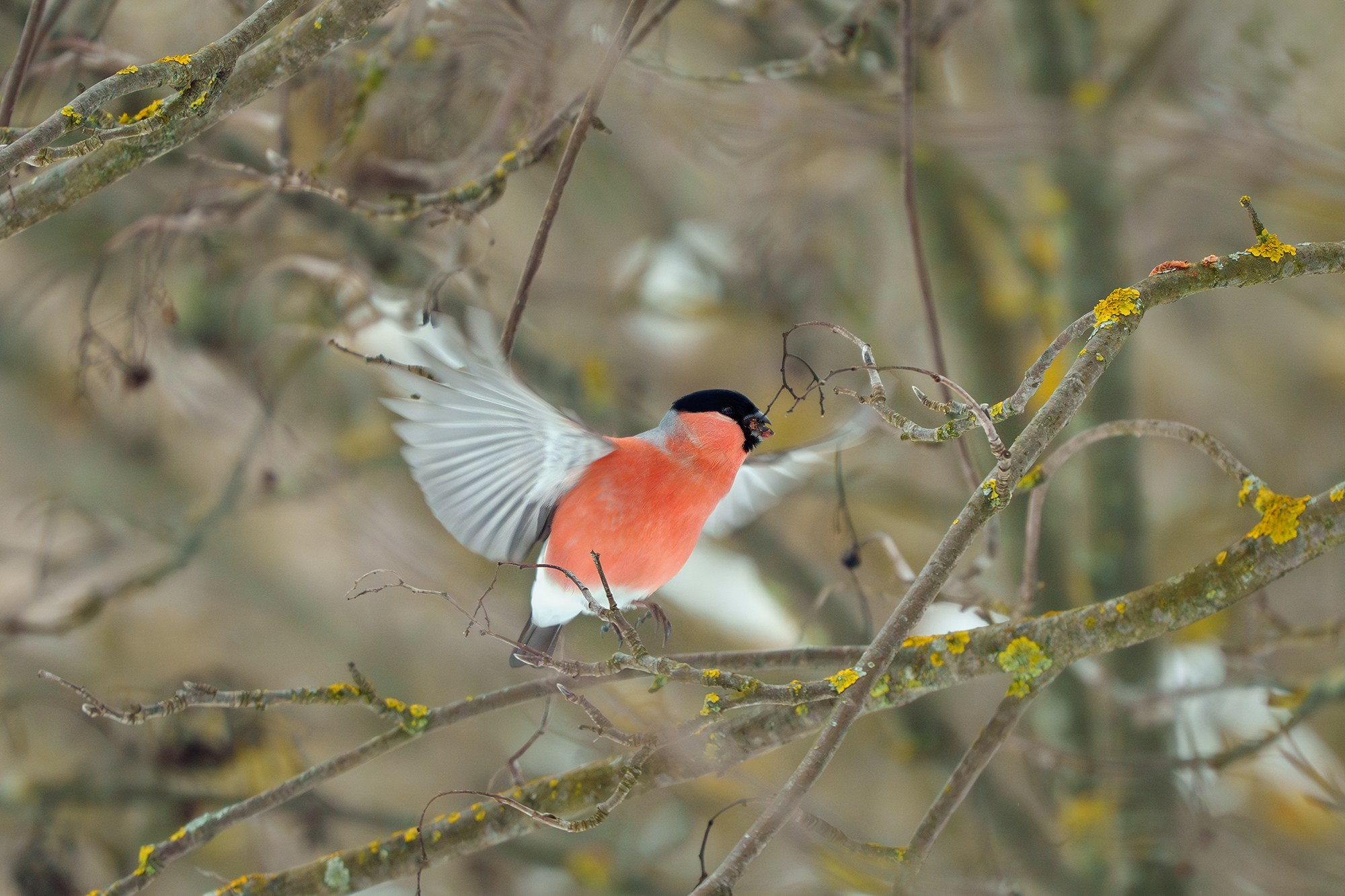 Удивительные мир птиц. Вокруг нас столько прекрасного — присмотритесь!. Ваш личный фотограф Марина Волкова