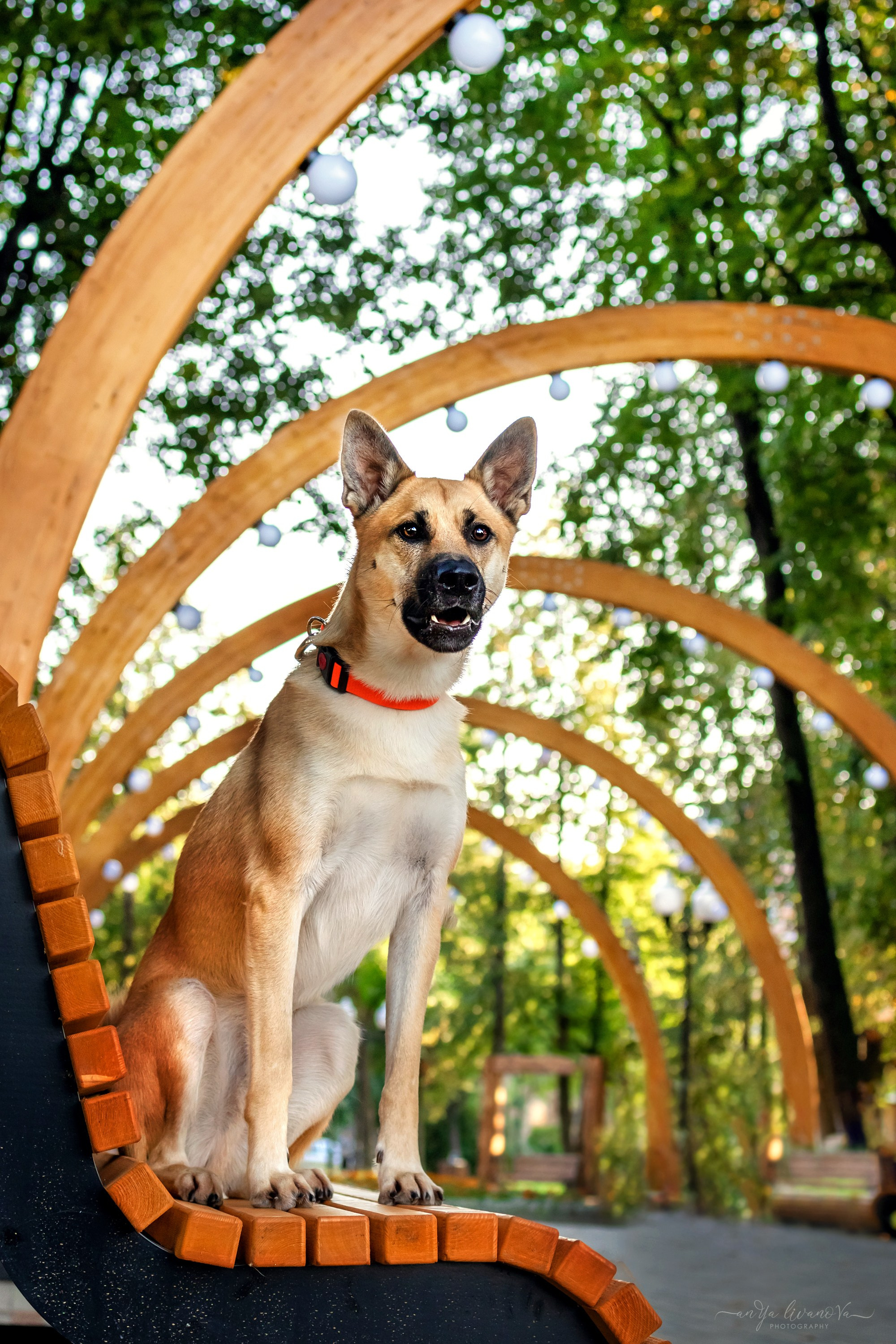 Лиза и Юки. Фотограф анималист Аня Ливанова | Рыбинск