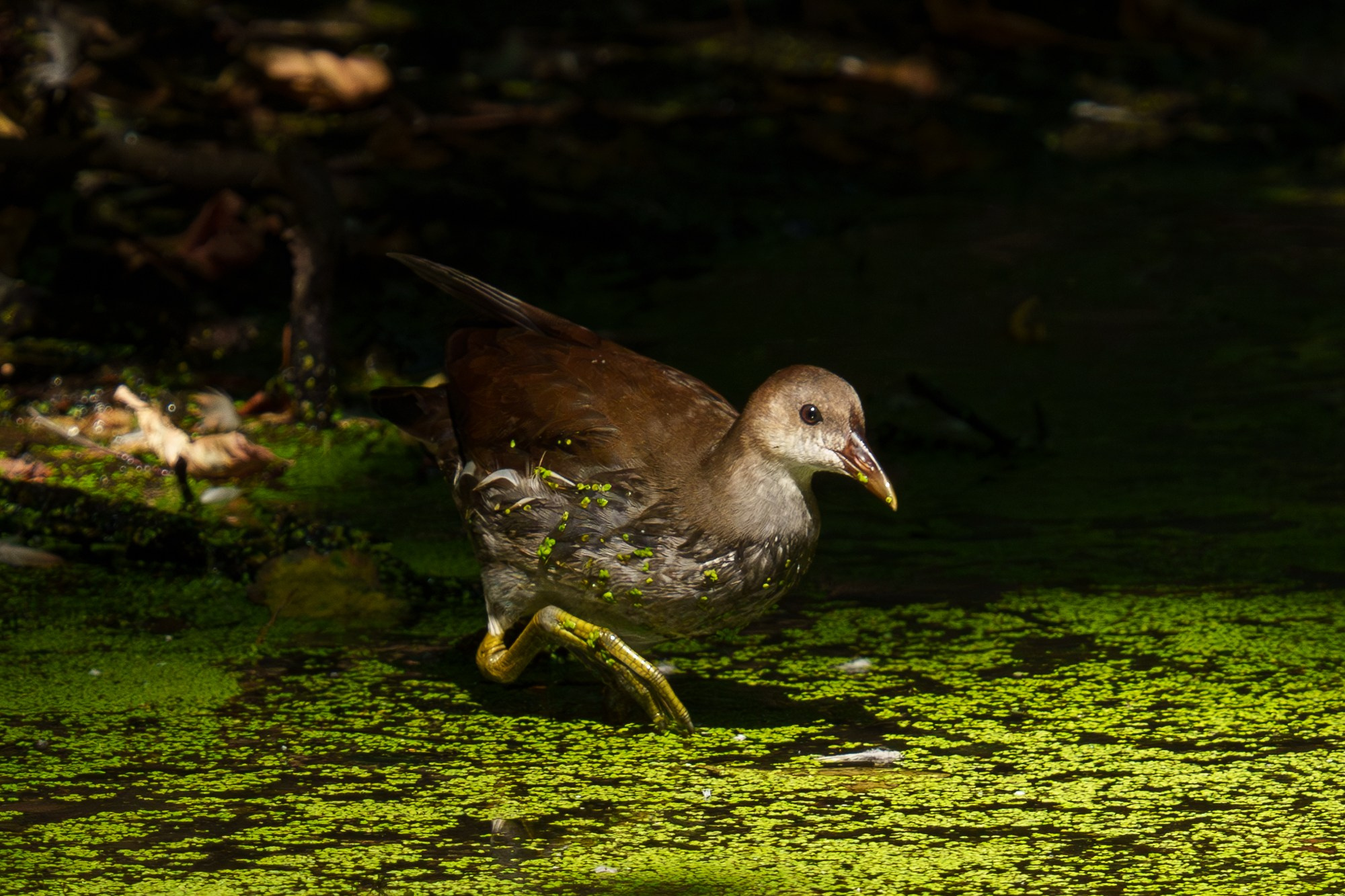 Удивительные мир птиц. Вокруг нас столько прекрасного — присмотритесь!. Ваш личный фотограф Марина Волкова
