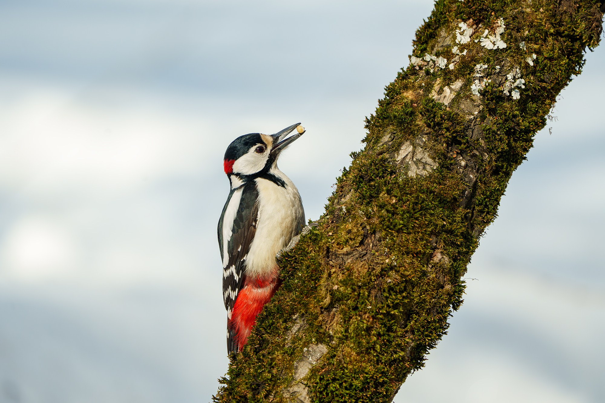 Удивительные мир птиц. Вокруг нас столько прекрасного — присмотритесь!. Ваш личный фотограф Марина Волкова