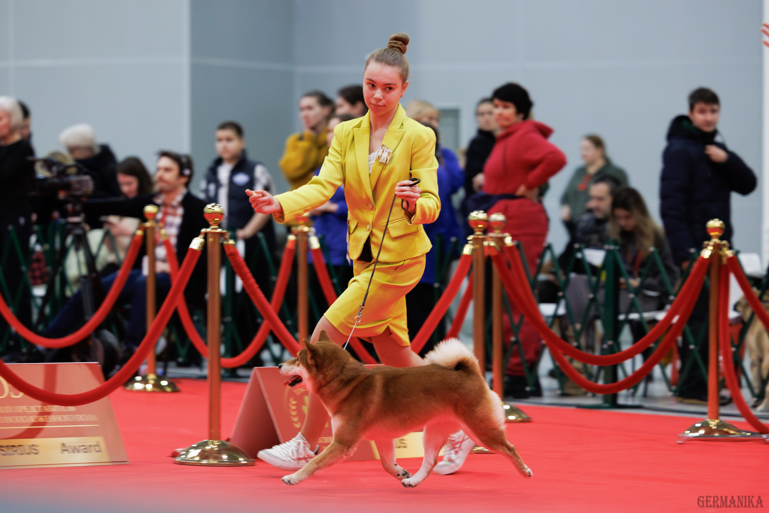 Лучшие Собаки России 17-18.02.2024. Фотограф-анималист Юлия Германика