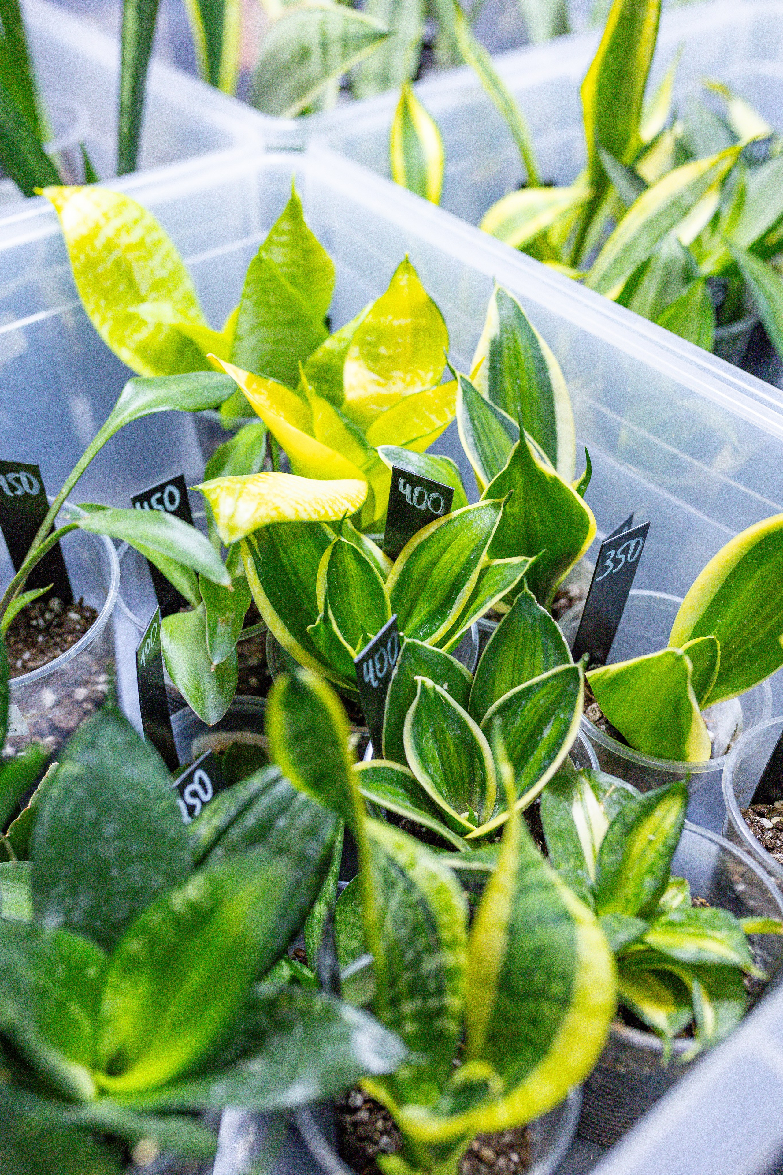 Growbox 5лет. Александра Куликова фотограф, Москва