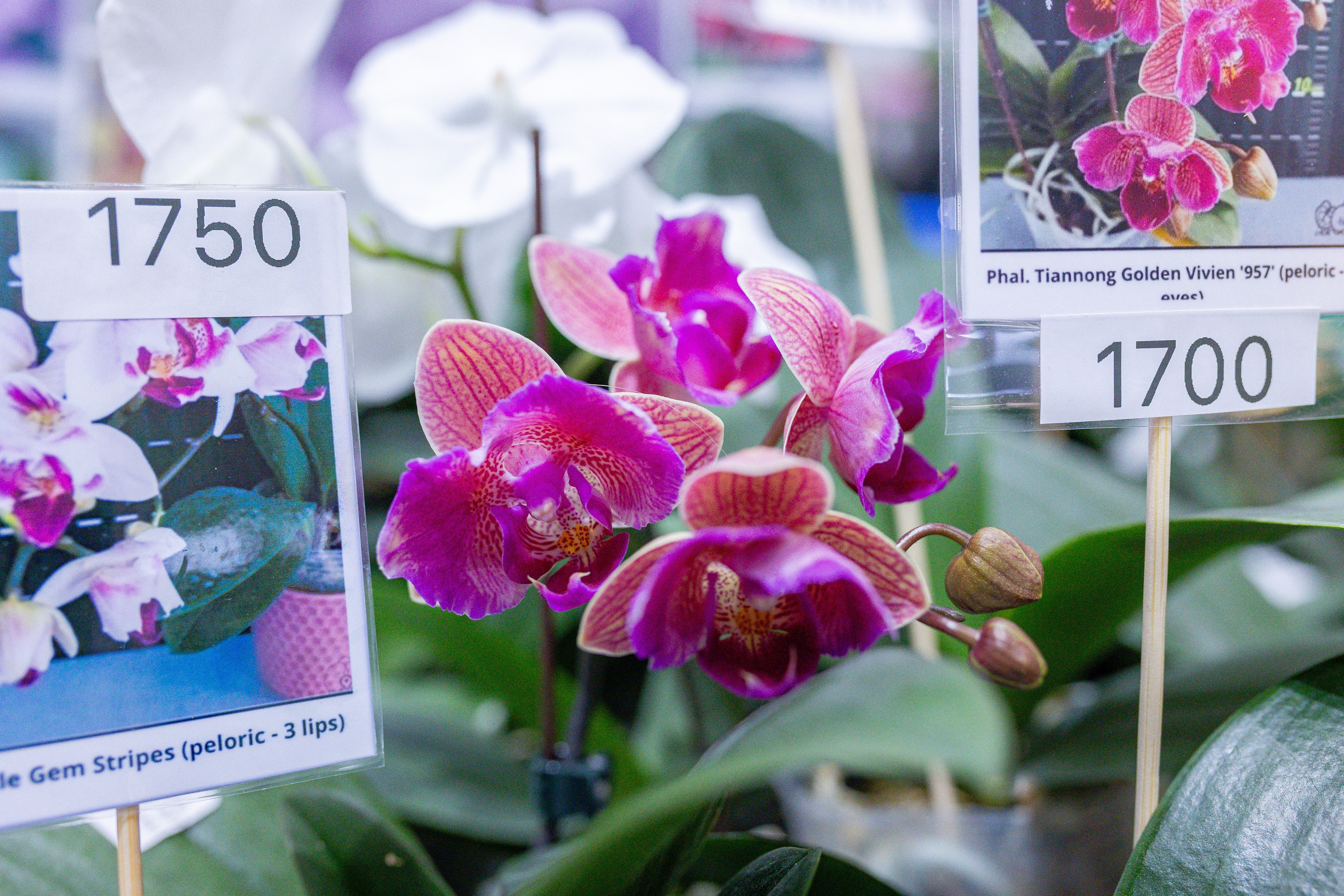 Орхидиум 12.2025. Александра Куликова фотограф, Москва