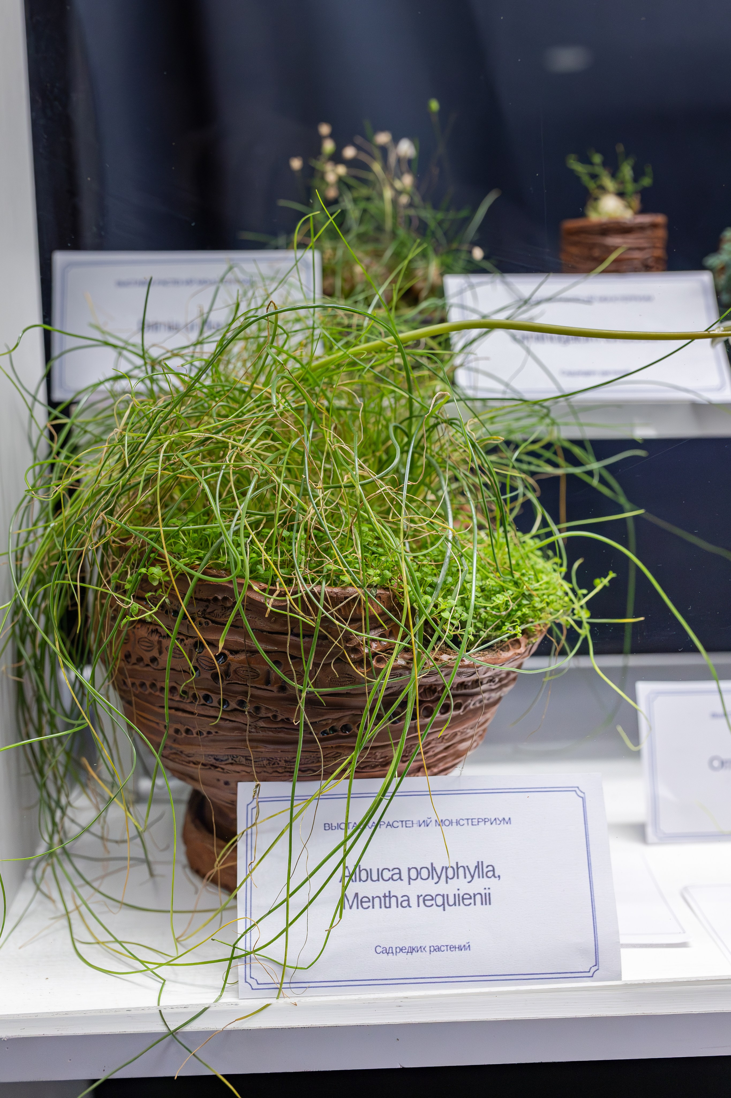 Монстериум апрель 2026. Александра Куликова фотограф, Москва