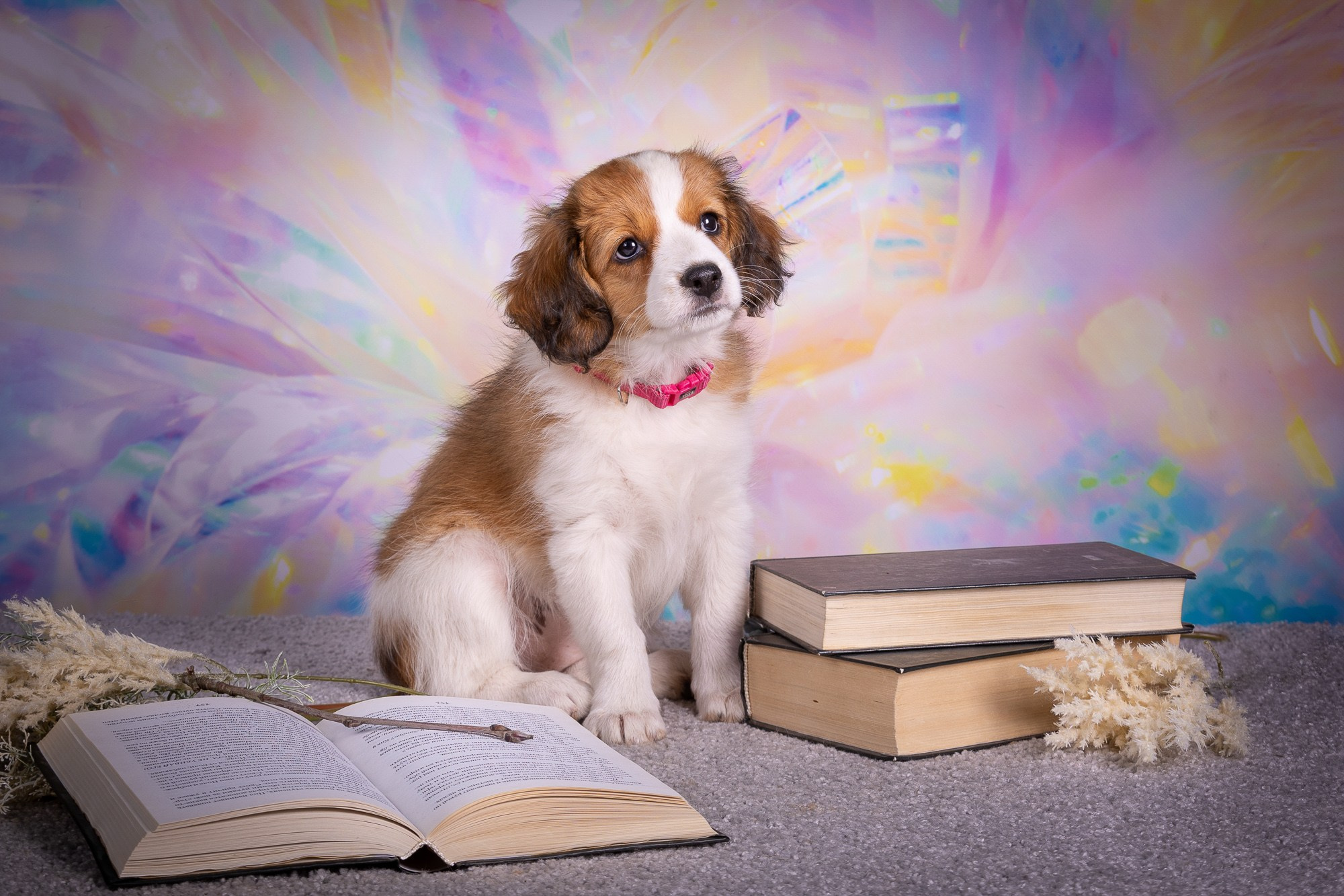 Фотосъёмки щенков. Фотограф-анималист Natalia Deingel | Фотосъемка собак в Москве