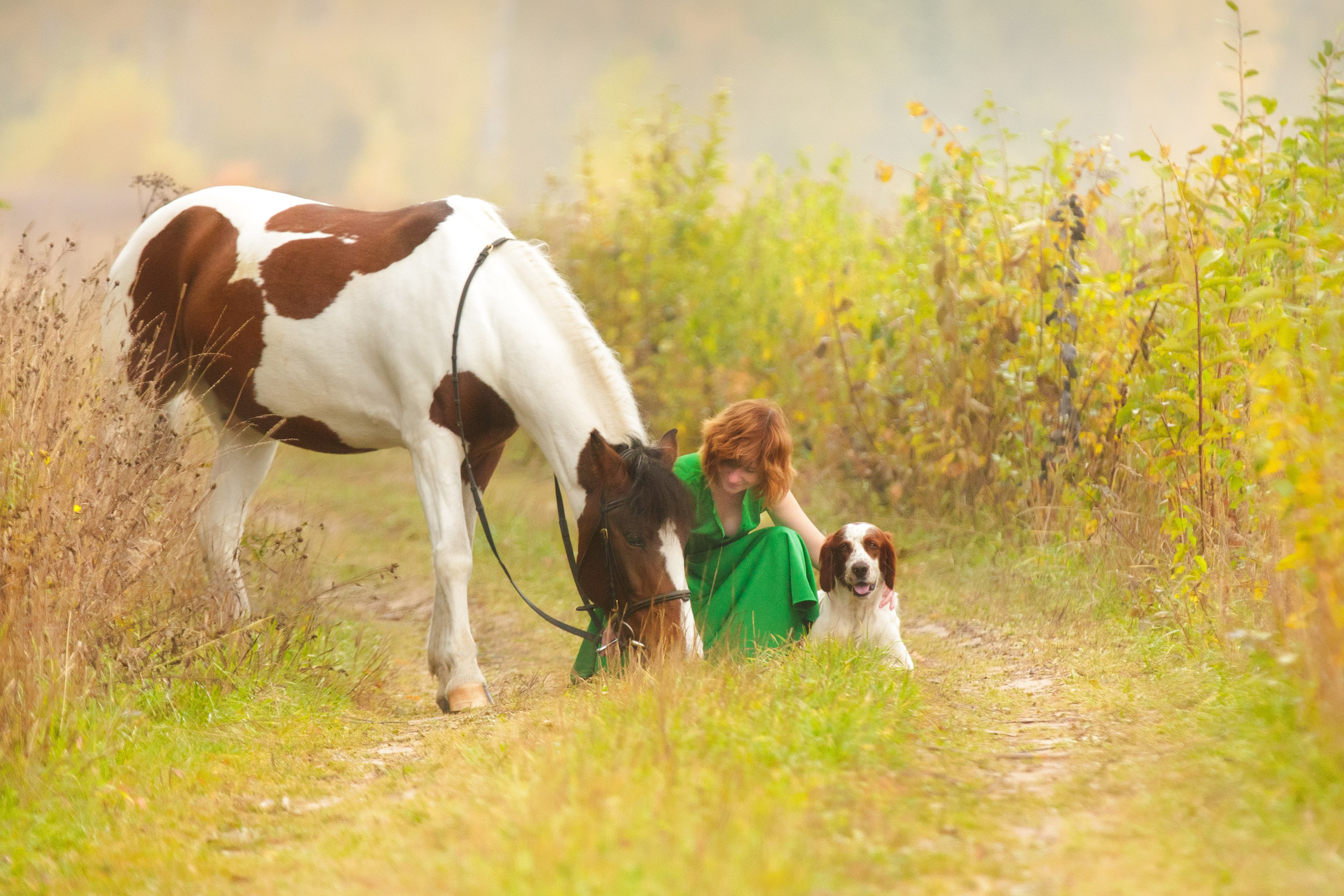 Ирландский красно-белый сеттер Шамрог. Фотограф-анималист Natalia Deingel | Фотосъемка собак в Москве