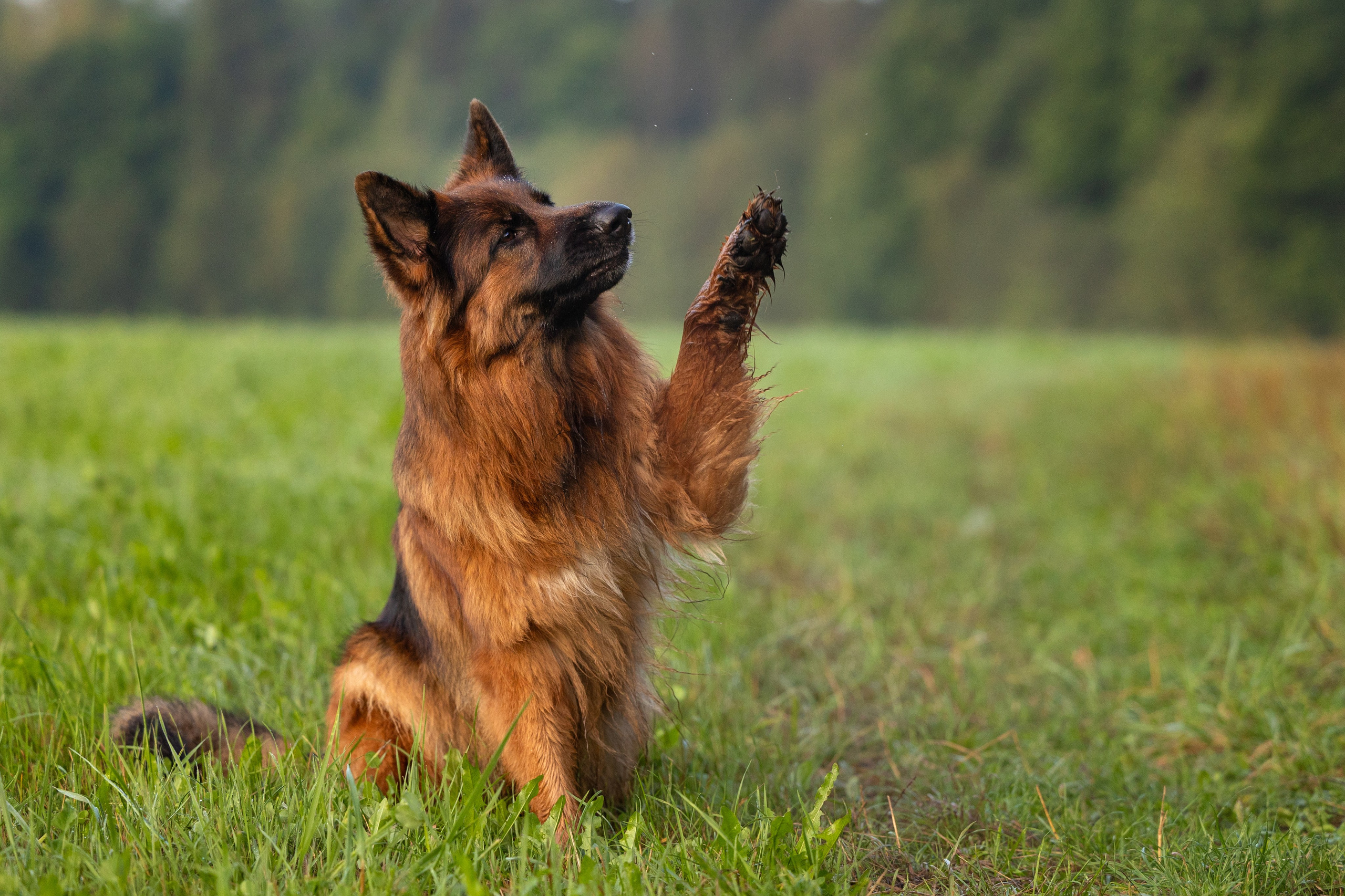 Немецкие овчарки Кетчер и Роскошь. Фотограф-анималист Natalia Deingel | Фотосъемка собак в Москве
