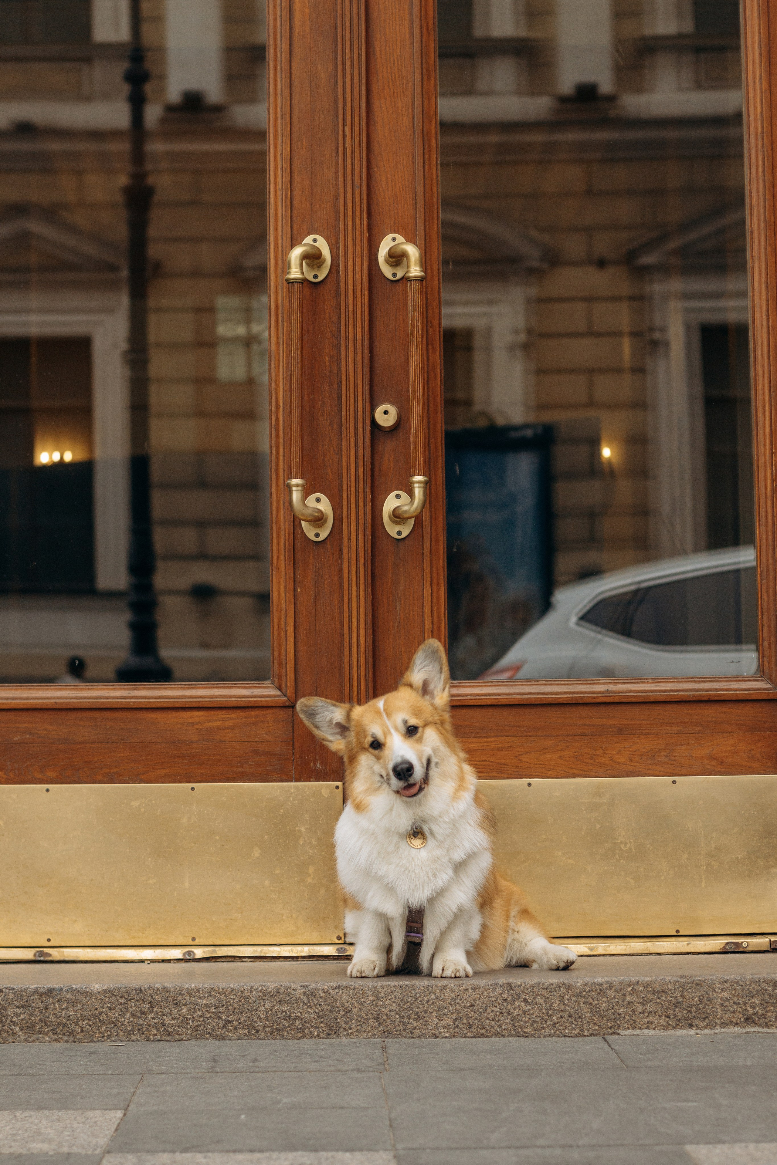 Лина и Маффин. Фотограф-анималист в Санкт-Петербурге