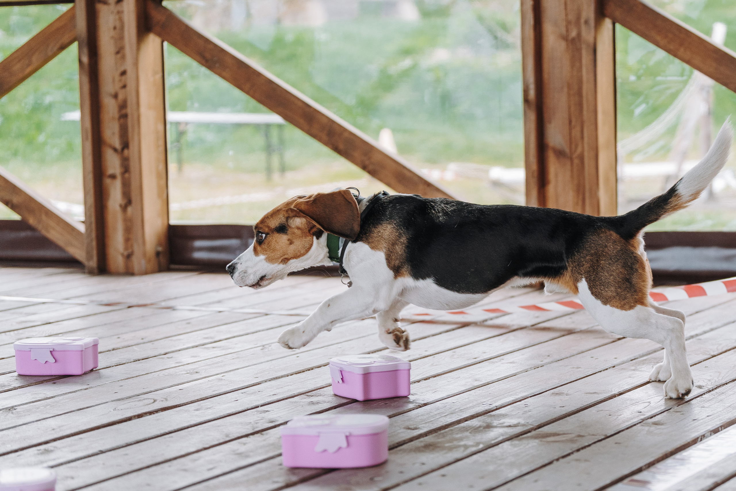 Соревнования по ноузворку в Лосево. Фотограф анималист в Спб недорого Олеся Майорова