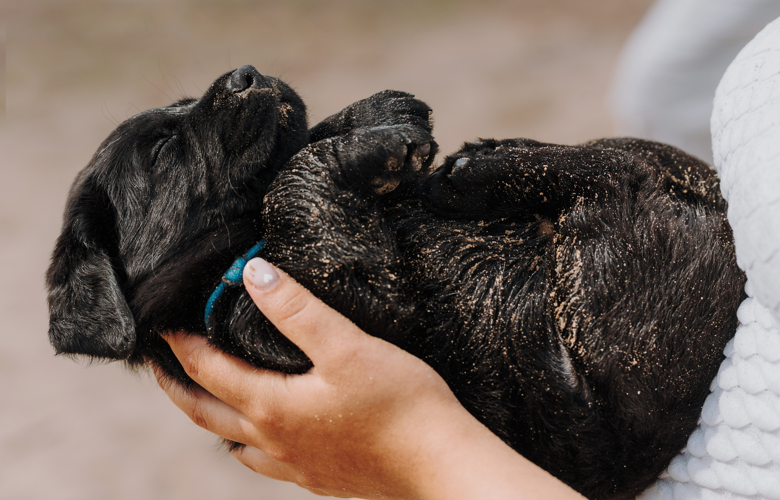 Лабрадорчики на пляже. Фотограф анималист в Спб недорого Олеся Майорова