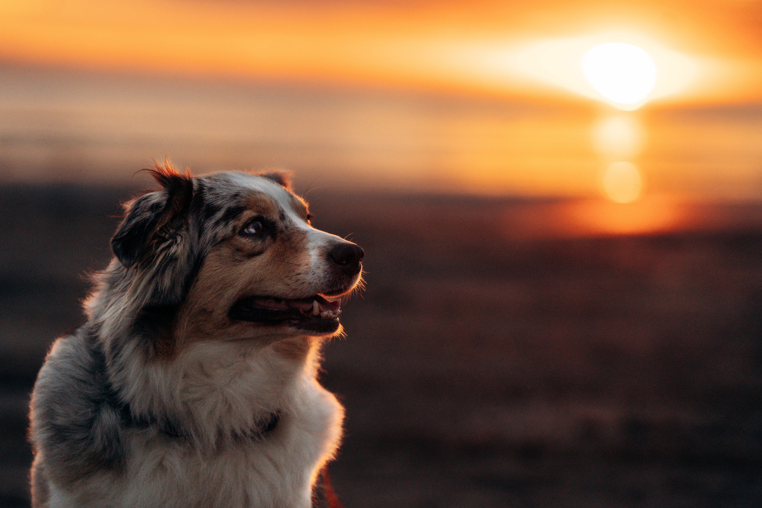 Фотограф анималист в Спб. Фотограф анималист в Спб недорого Олеся Майорова