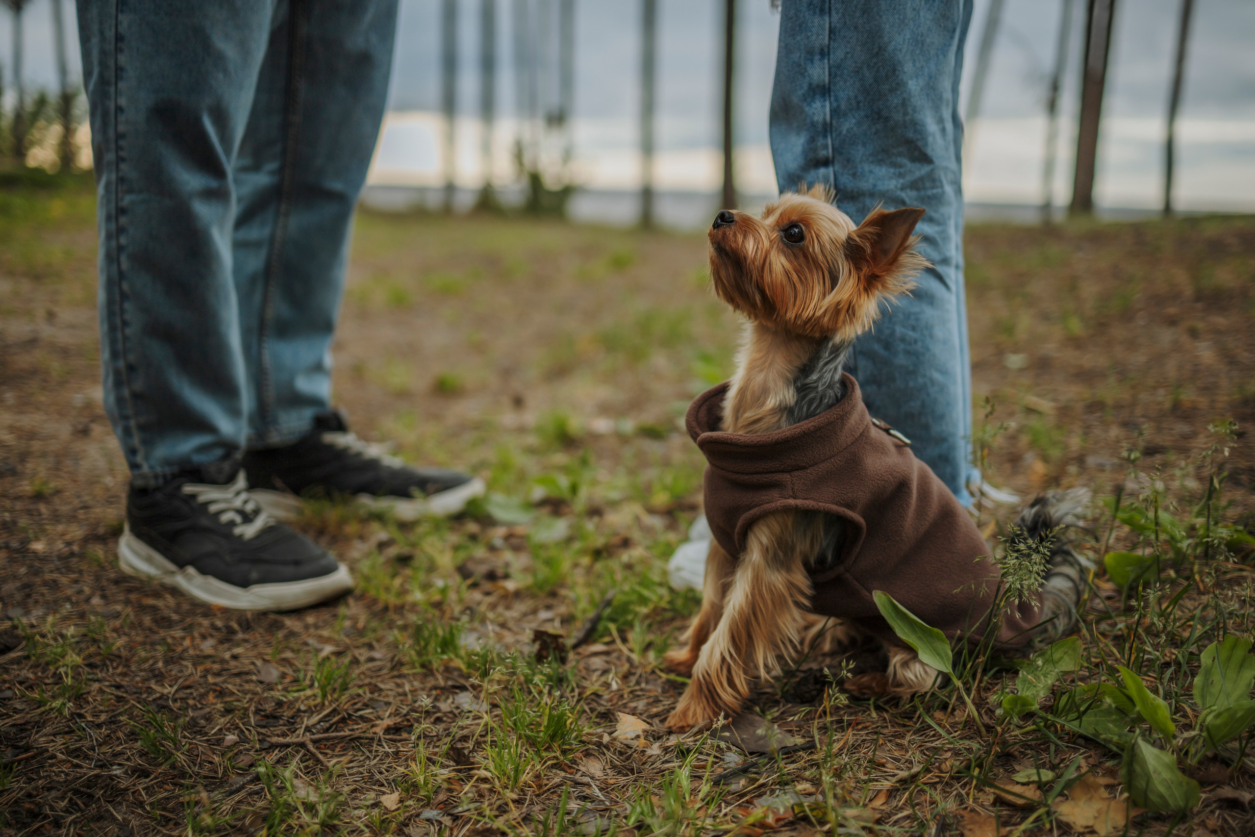 День из жизни Чуи и его семьи. Фотограф-анималист в Санкт-Петеребурге Титова Алиса