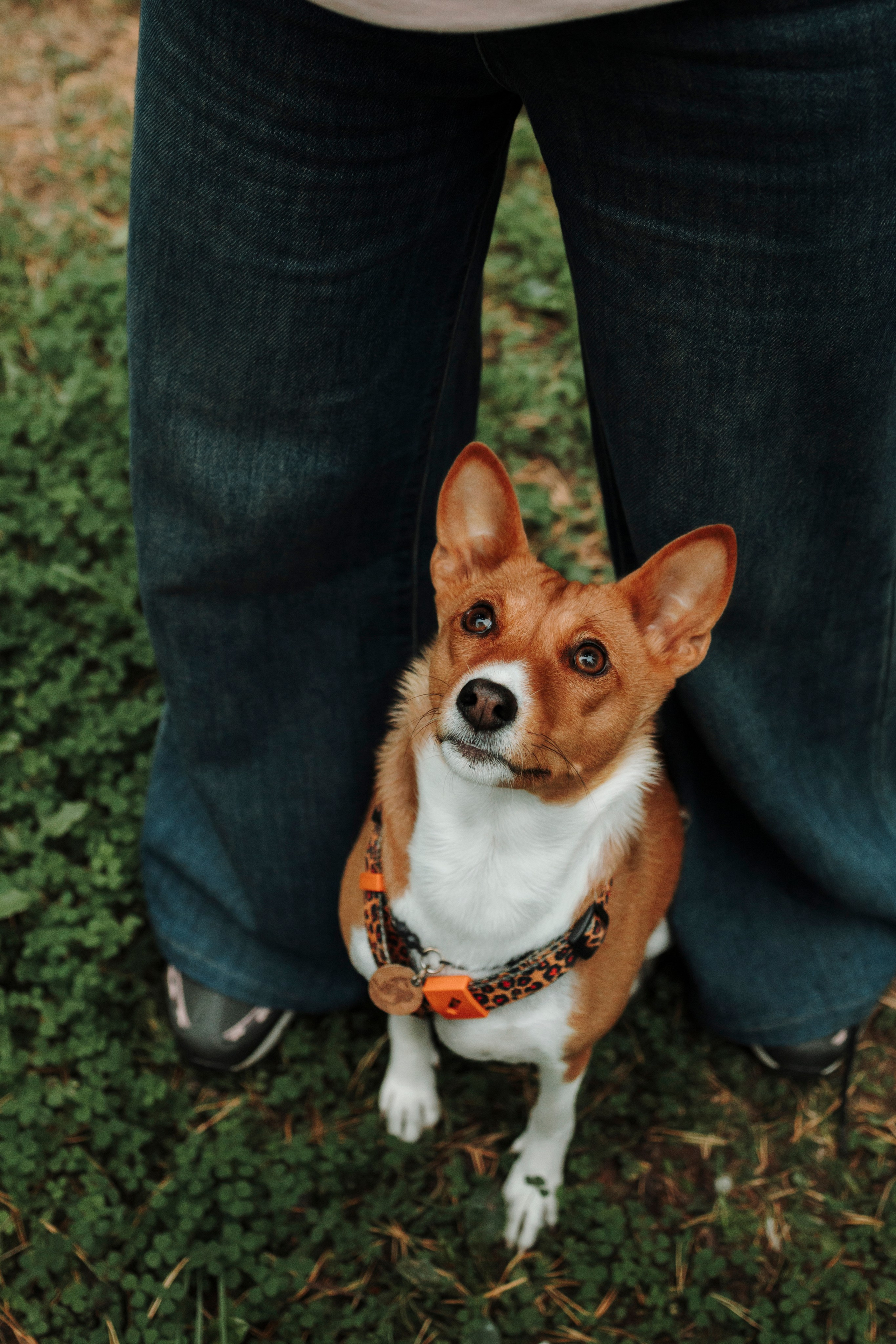 Даша и Лора. Фотограф-анималист в Санкт-Петеребурге Титова Алиса