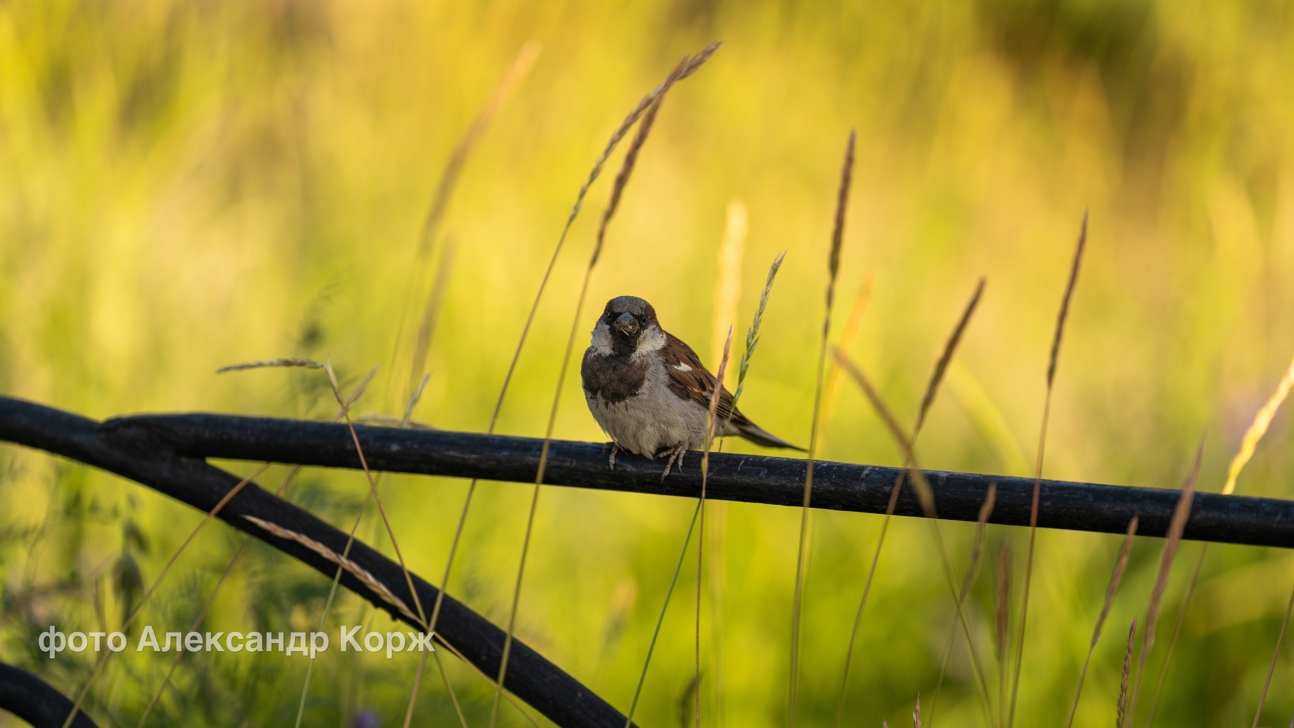 Животные. Фотографии и видеосъемка, Айхал, Удачный, Якутия. Фотографии Айхал