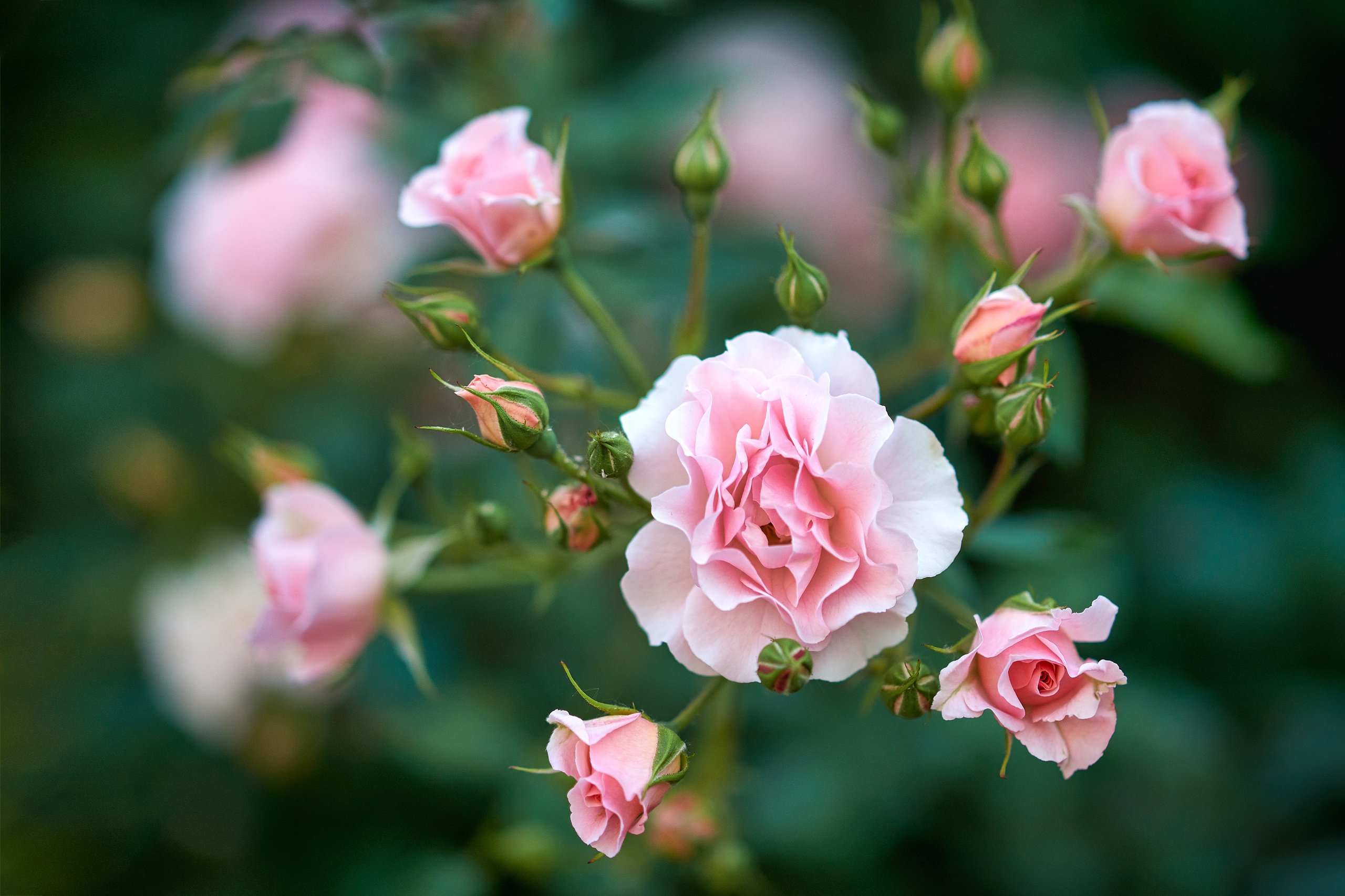 Наша мать — природа. Фотограф Владимир Артамонов