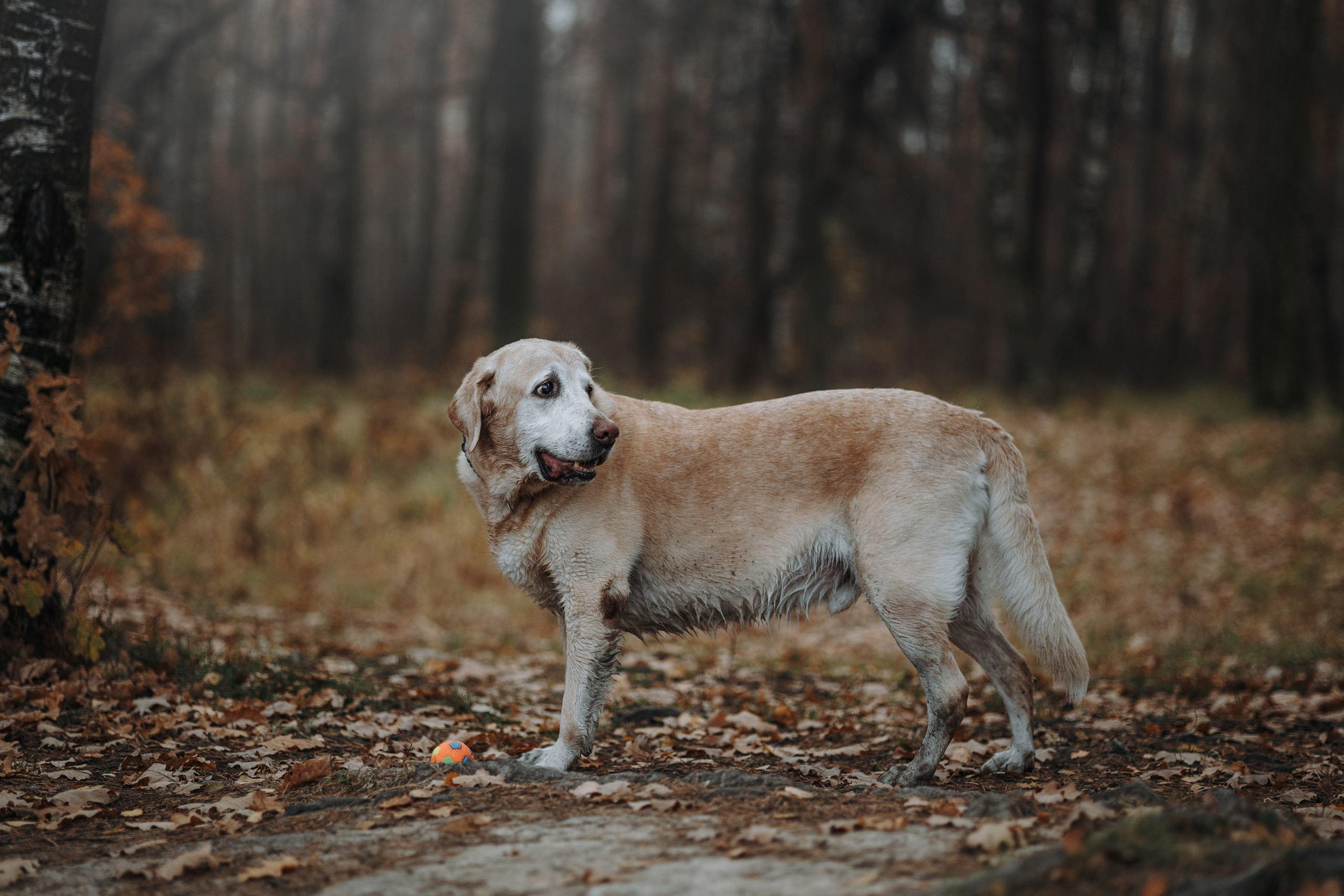 Оксана и Барон. Фотограф — Анималист | Санкт-Петербург
