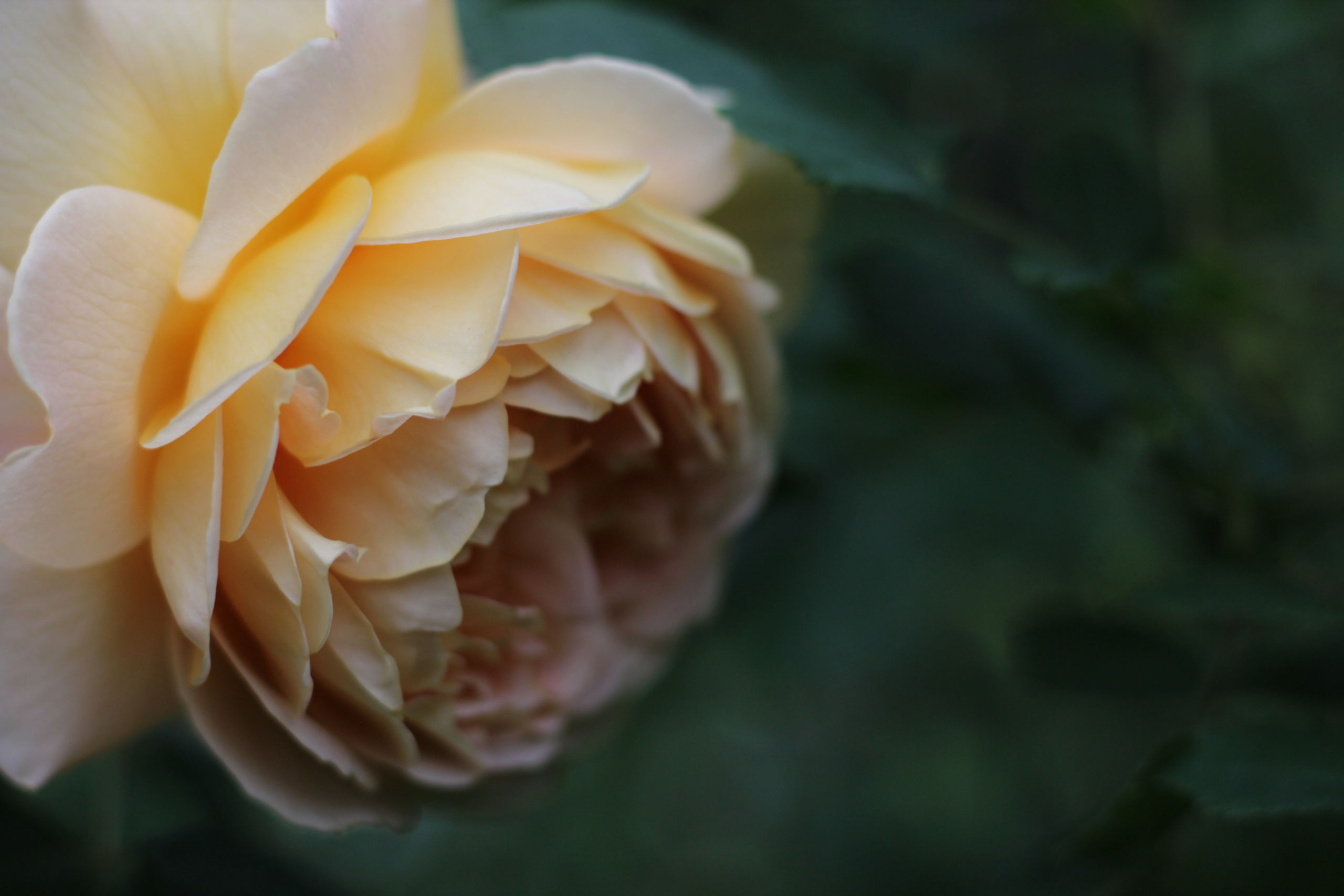 Предметная фотография. Семейный и детский фотограф в Москве Анастасия Крейнина