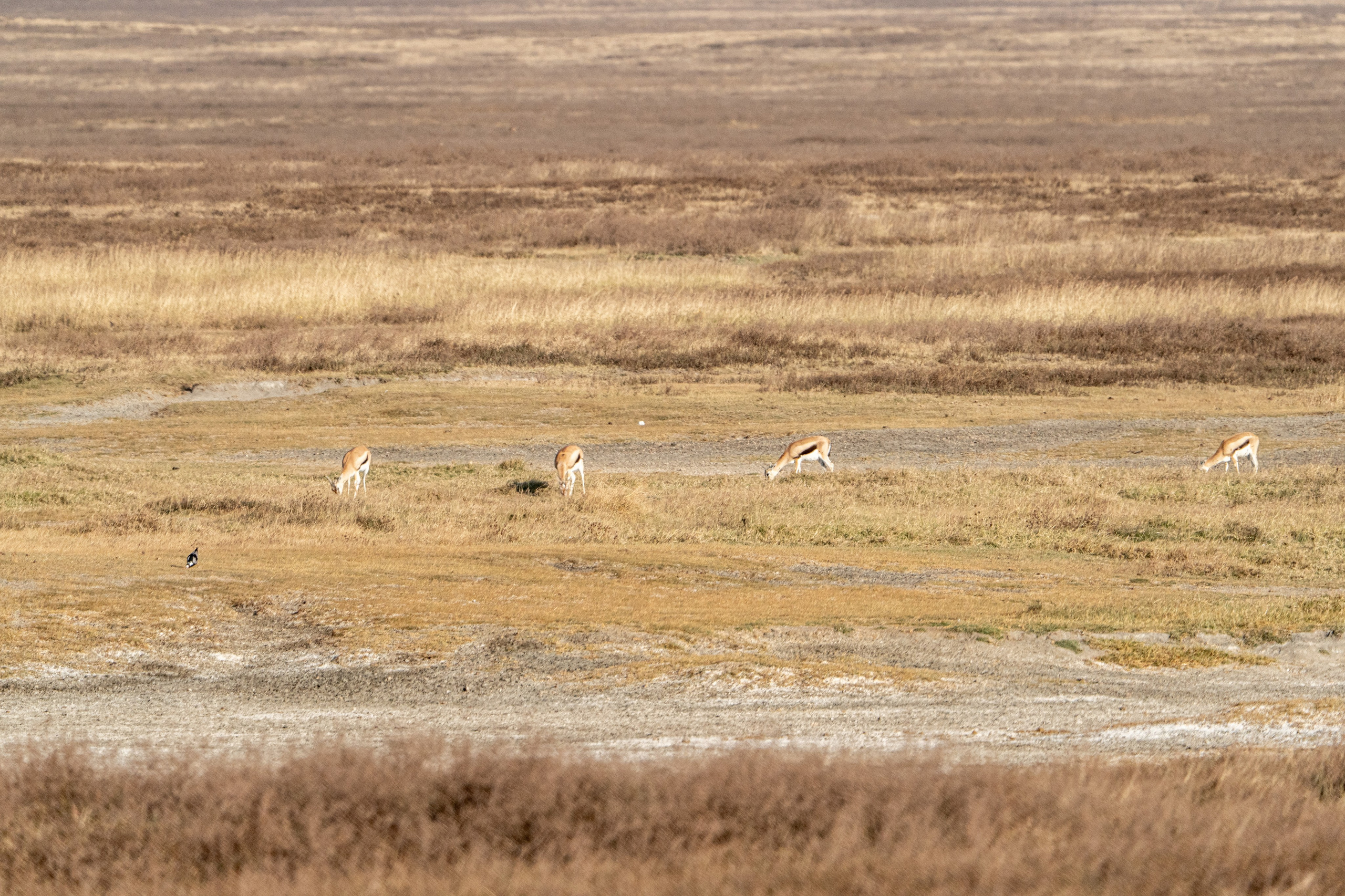 Танзания, сафари, 2025. Творческие сьемки