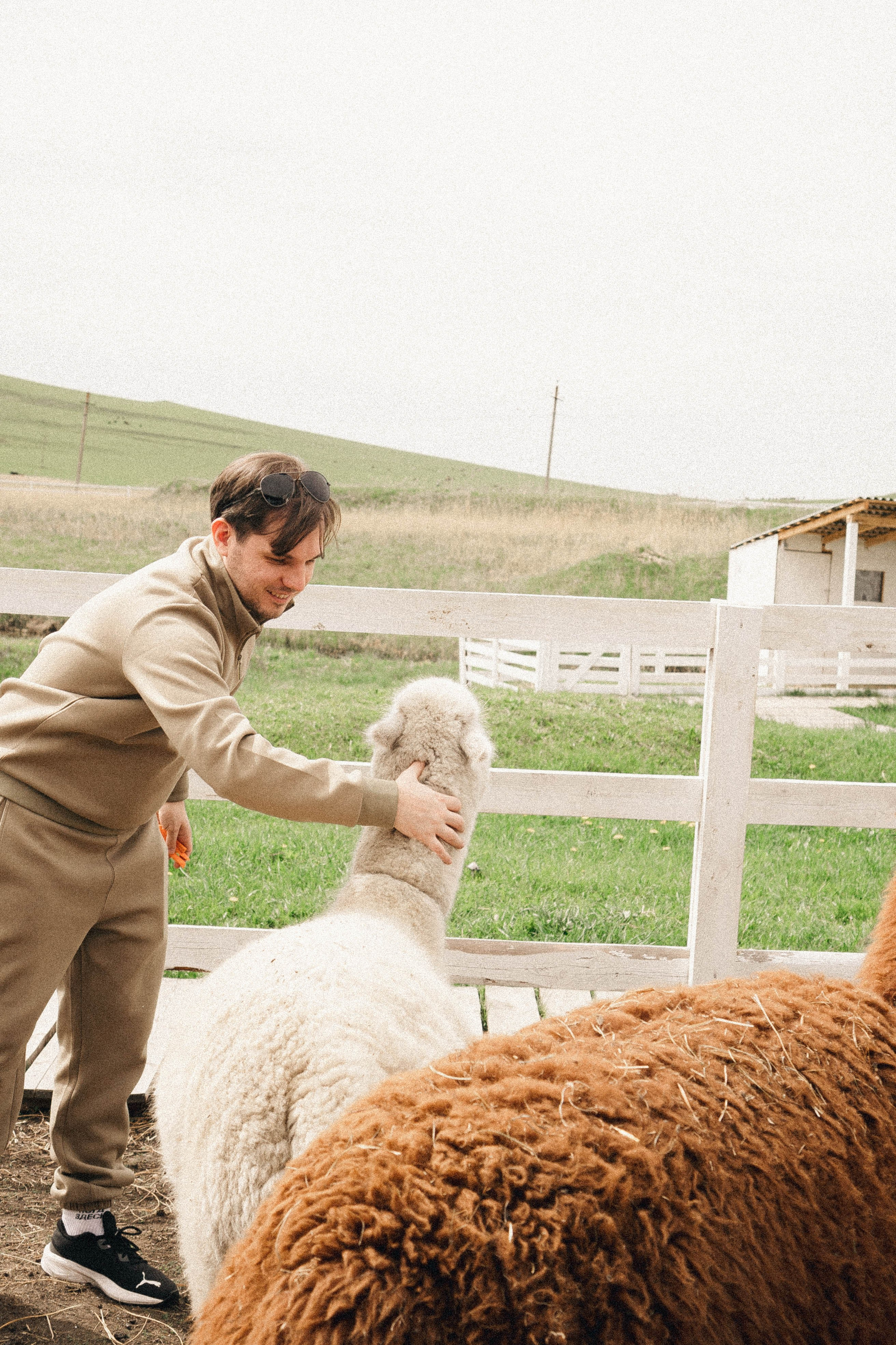 Ферма Альпак. Профессиональный фотограф, Санкт-Петербург — Виктория Богомолова