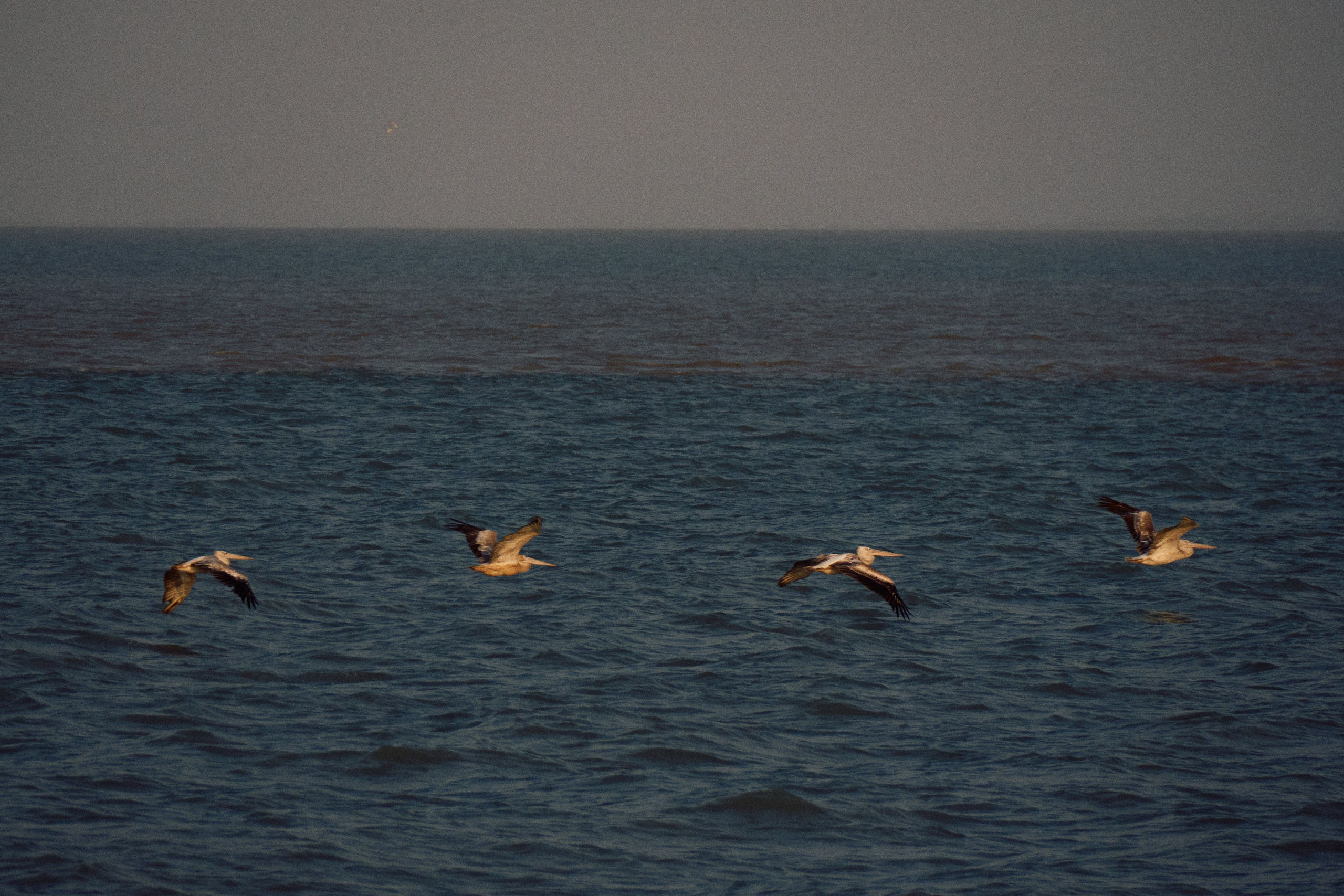 Guinea-Bissau. See the moment and catche. commercial and reportage
