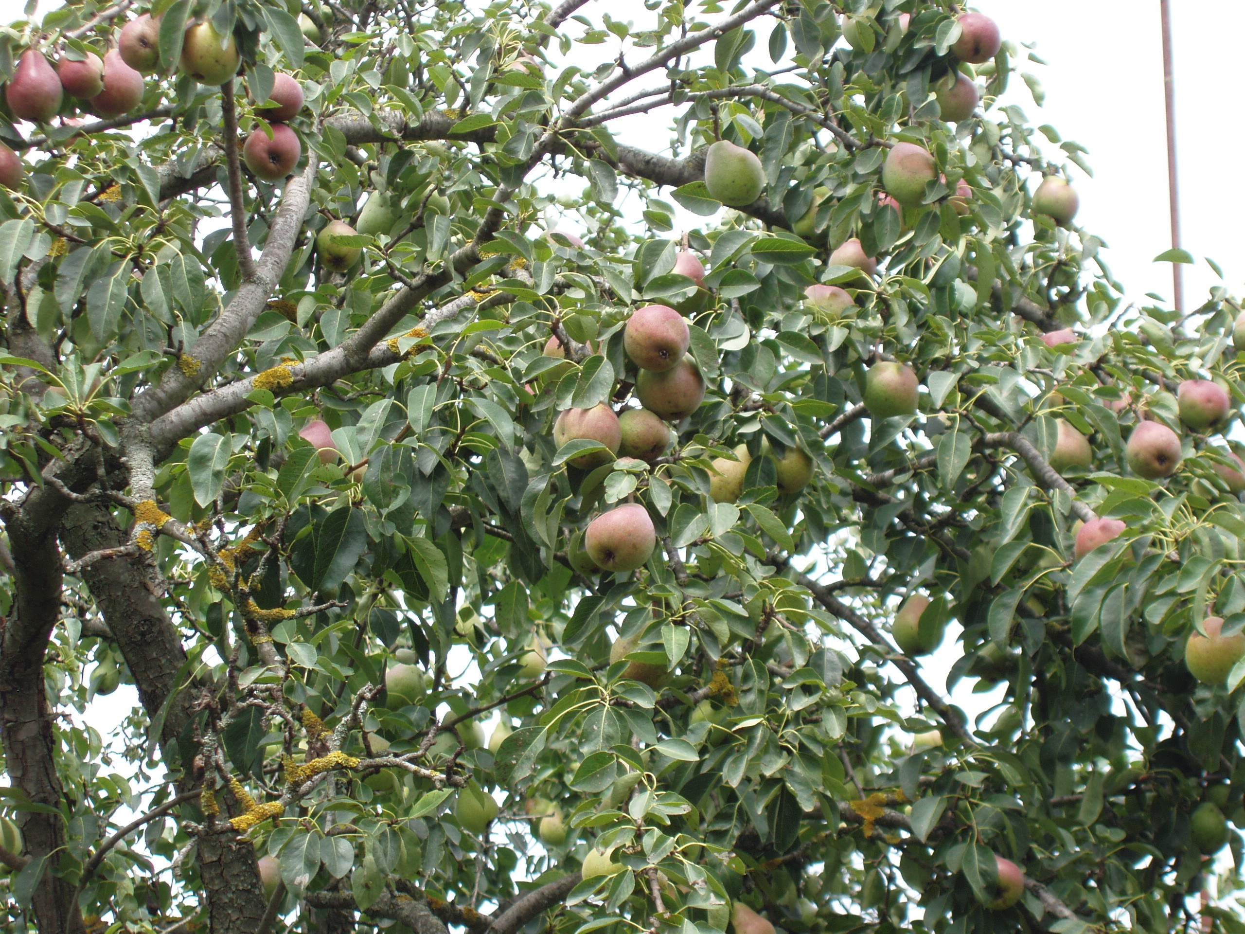 Отпуск 20.07-17.08. Семейный, Свадебный фотограф СПБ Питер— Романова Екатерина