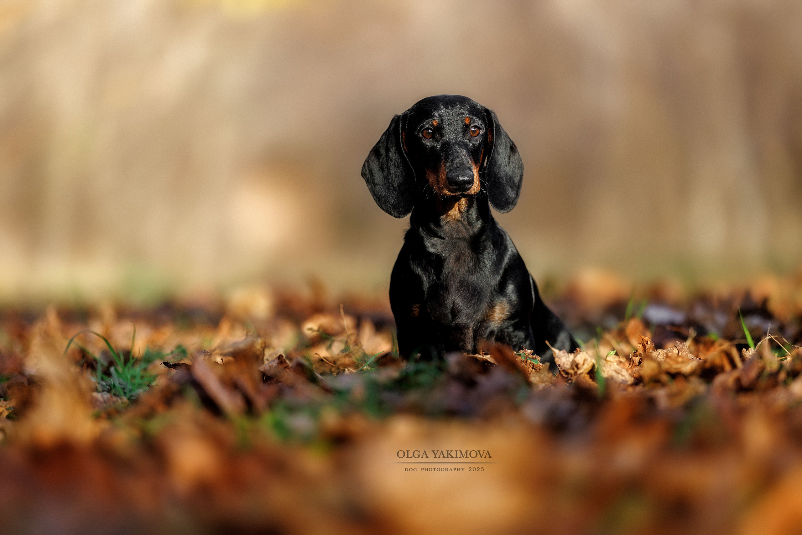 Экстерьер. Фотограф