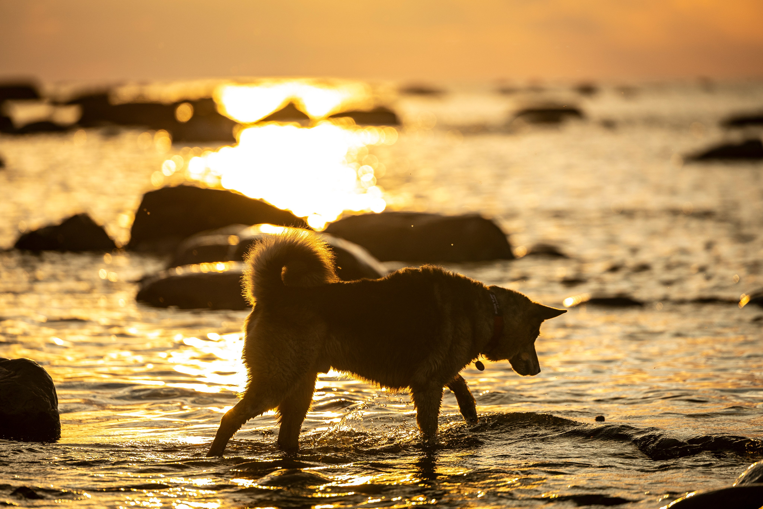 Ричард залив. Фотограф-анималист Анна Маринич