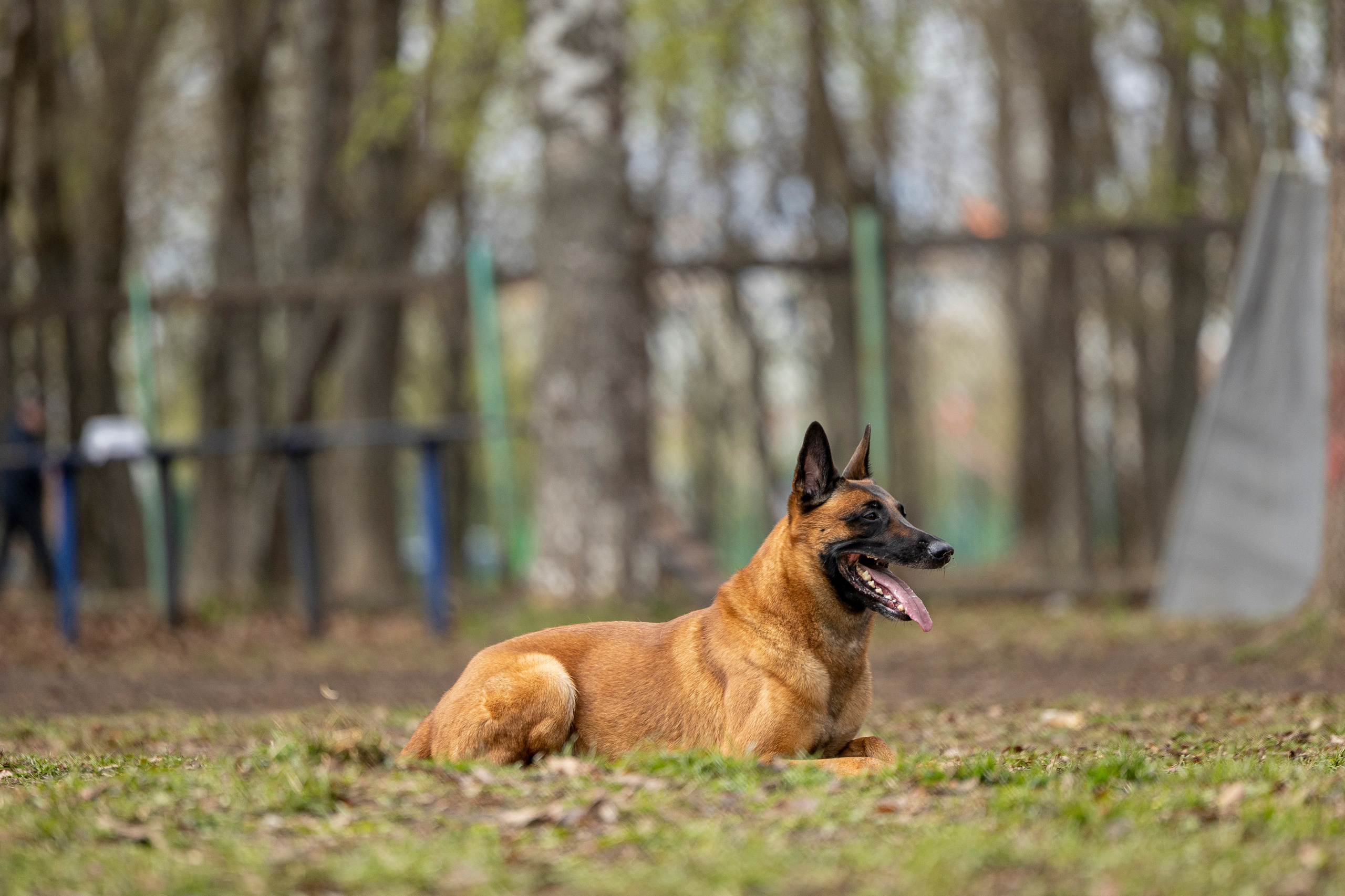 Квалификационные состязания по мондьорингу г. Вологда 11.05.24. Фотограф-анималист Анна Маринич