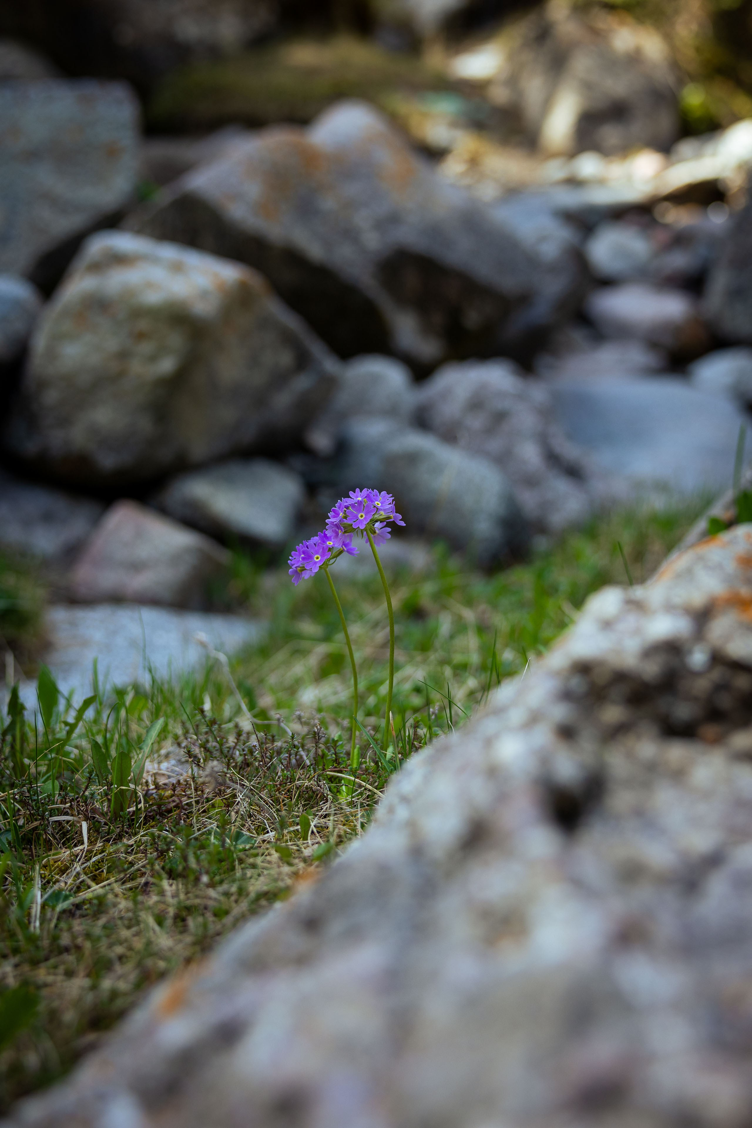 Кыргызстан (весна 2025). Фотограф Виноградов Константин