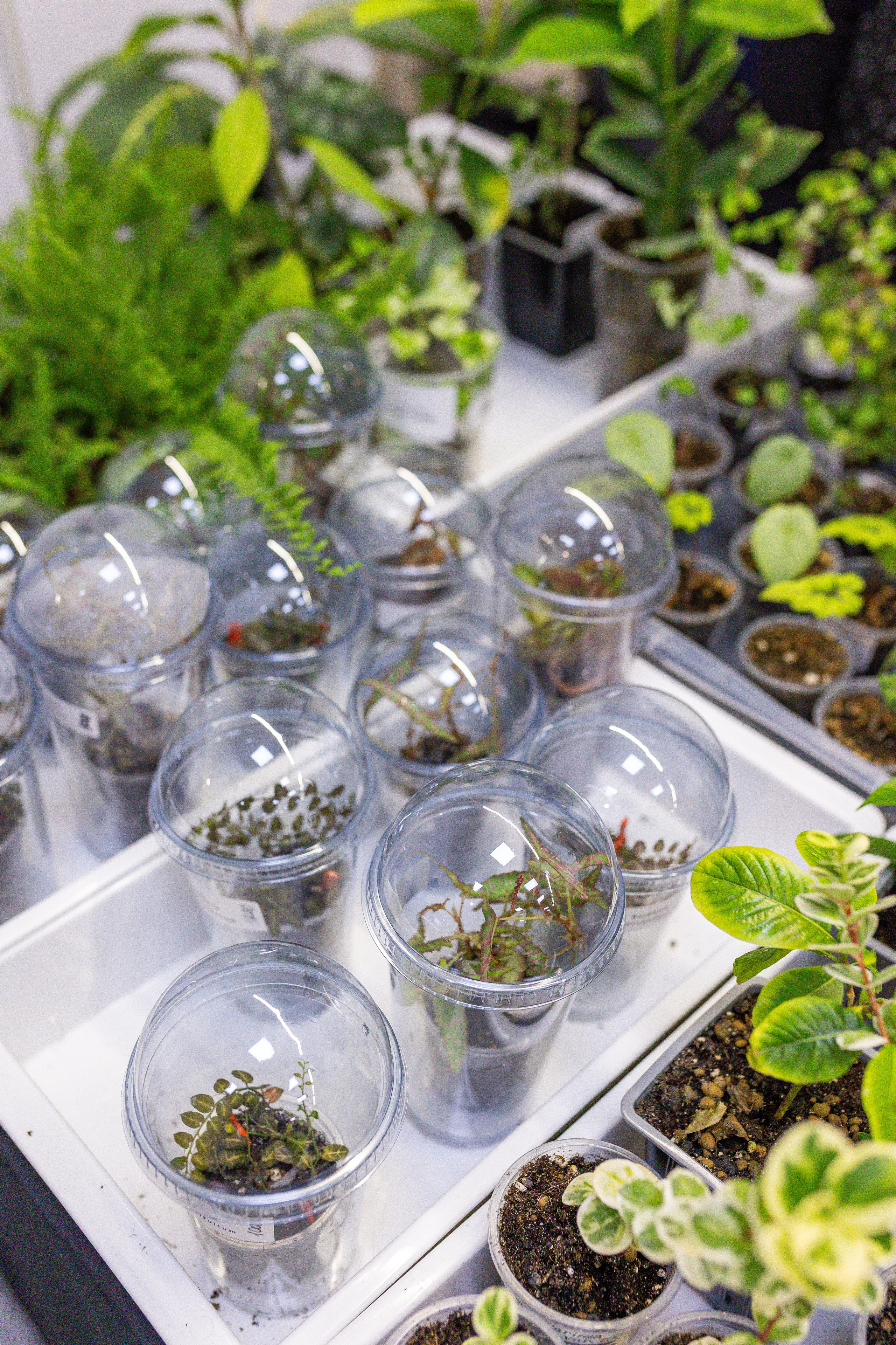 Монстериум апрель 2025. Александра Куликова фотограф, Москва