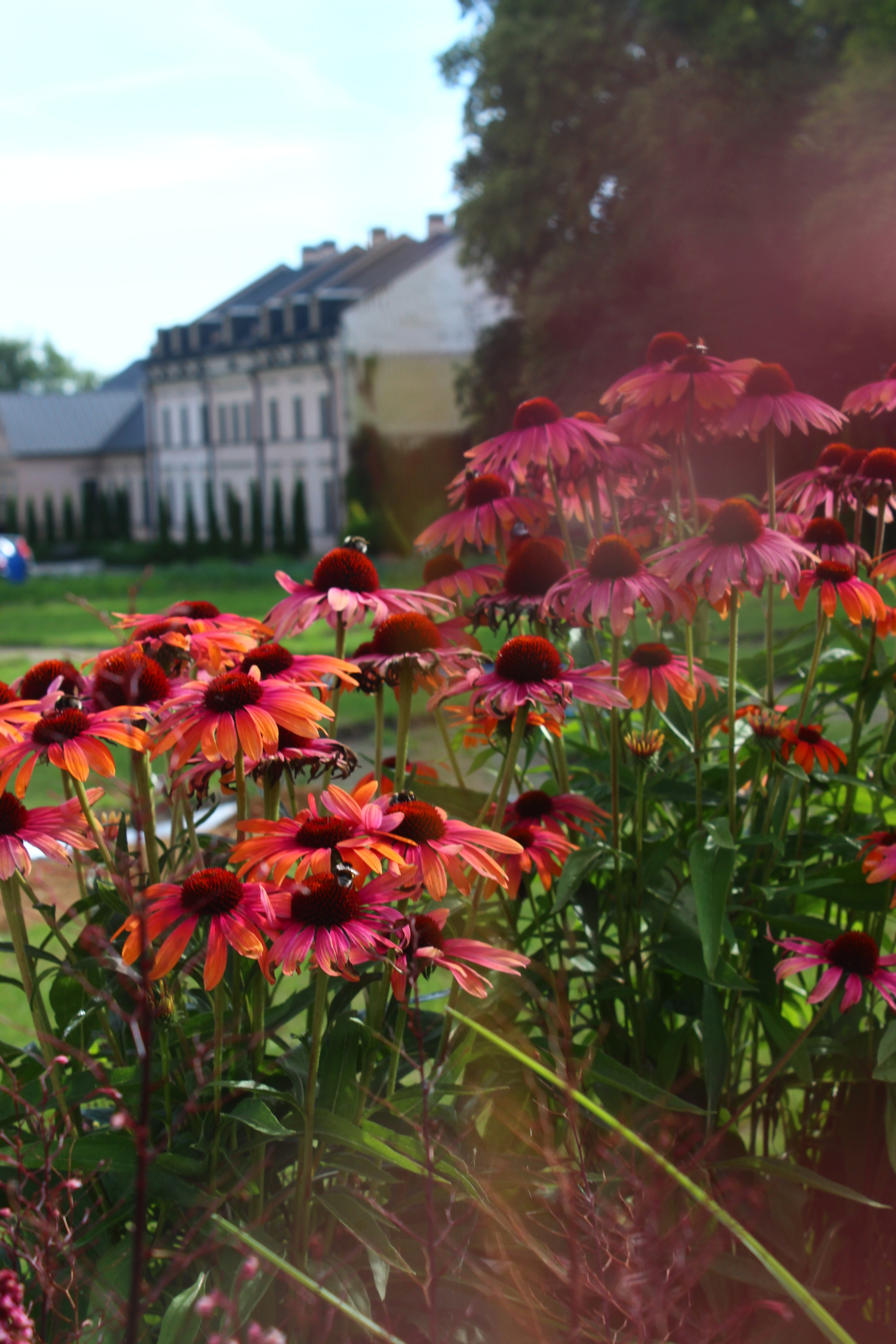 APOTHECARY GARDEN. LA. Ландшафтный дизайн в Минске и Гродно