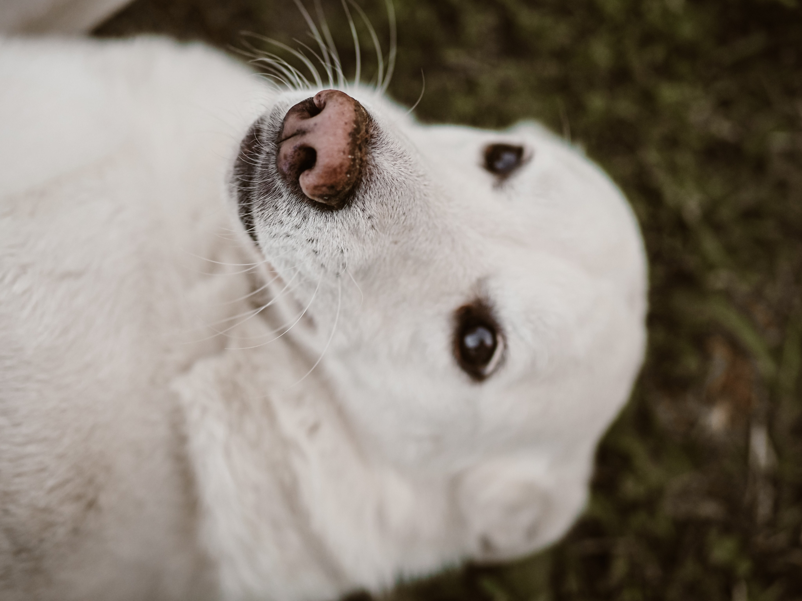 Поколения. Фотограф Рязань. Семейный Свадебный фотограф