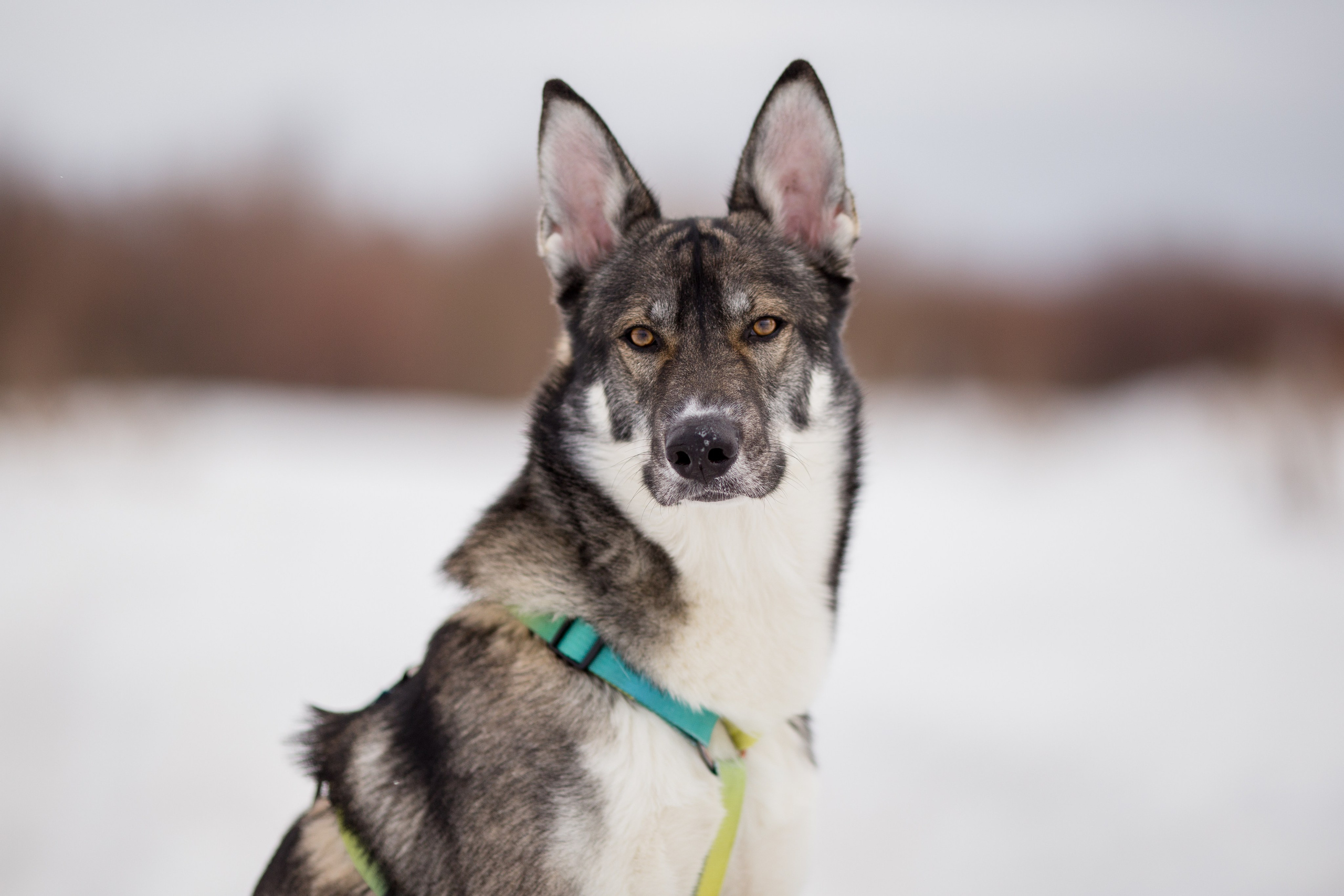 Фотосессия с собакой в Архангельске