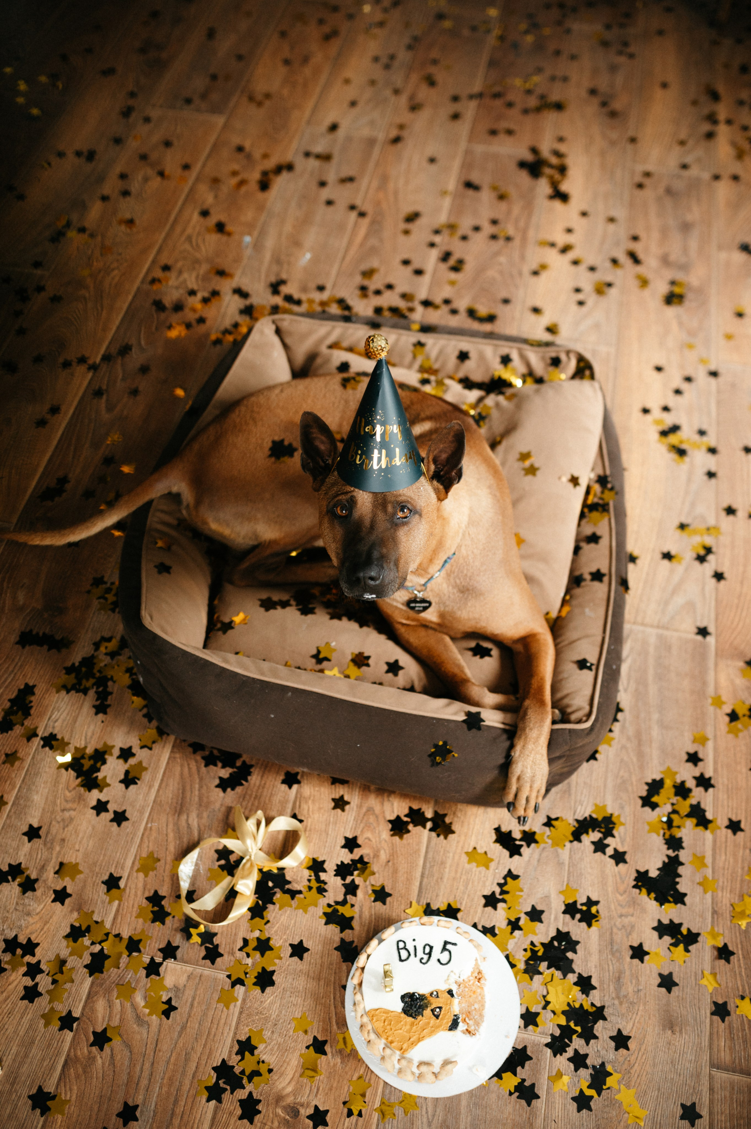 Оксана и Зевс. Фотограф анималист в Москве Ольга Агушева