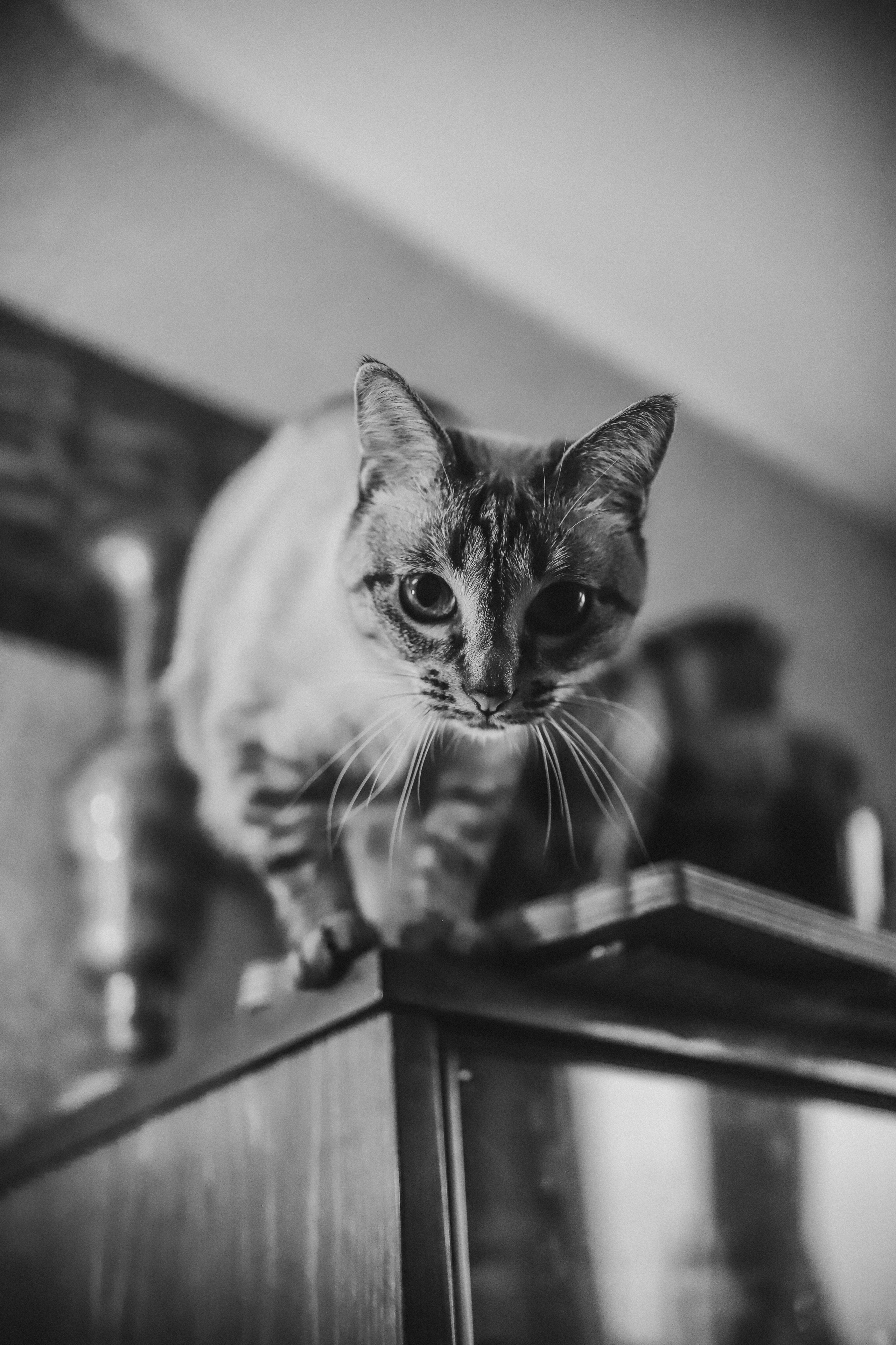 Семейные съемки. Выпускные фотоальбомы Фрязино Щёлково Света Шенгелия