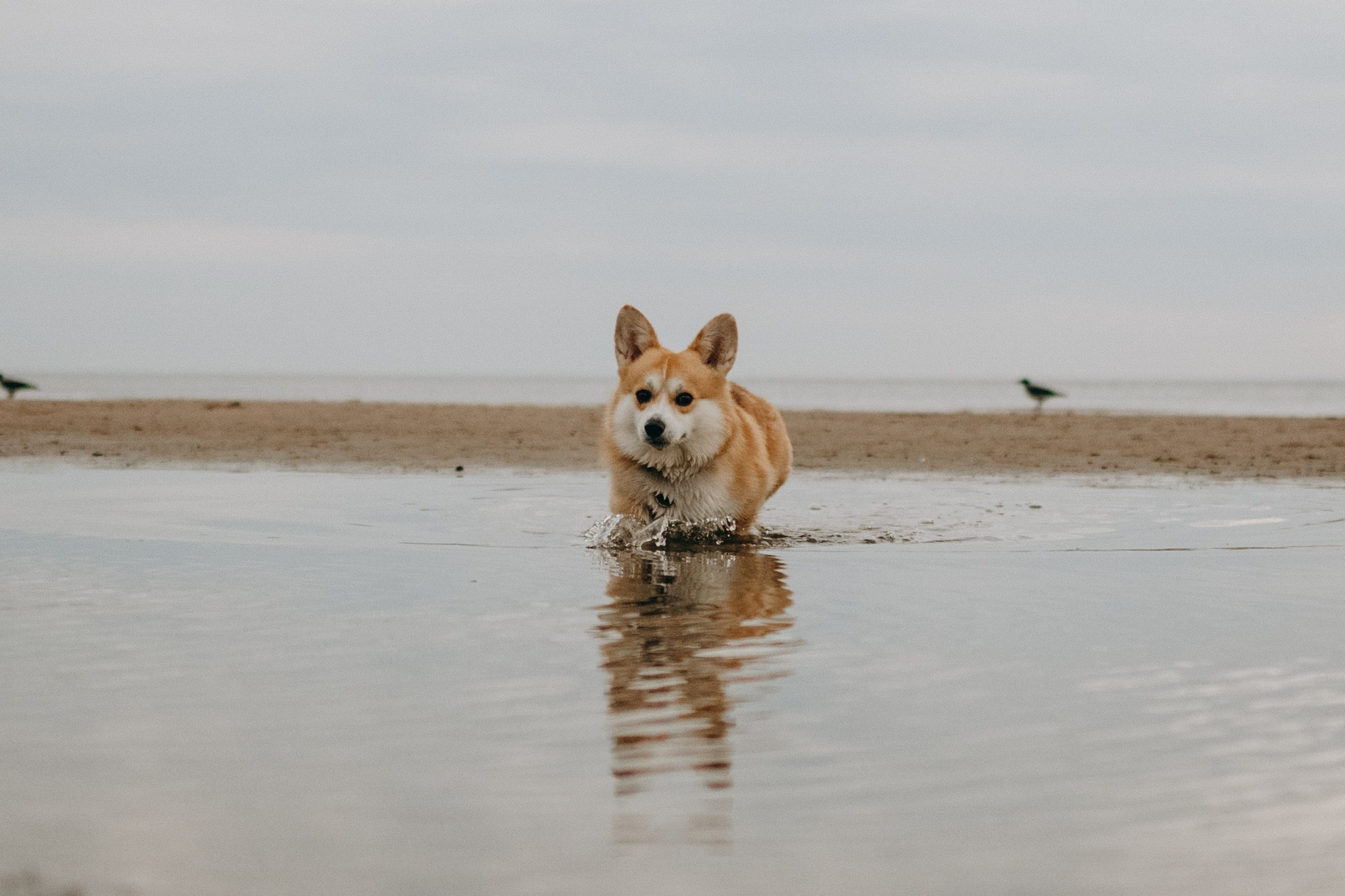 Лиза и Бакс. Фотограф — Анималист | Санкт-Петербург