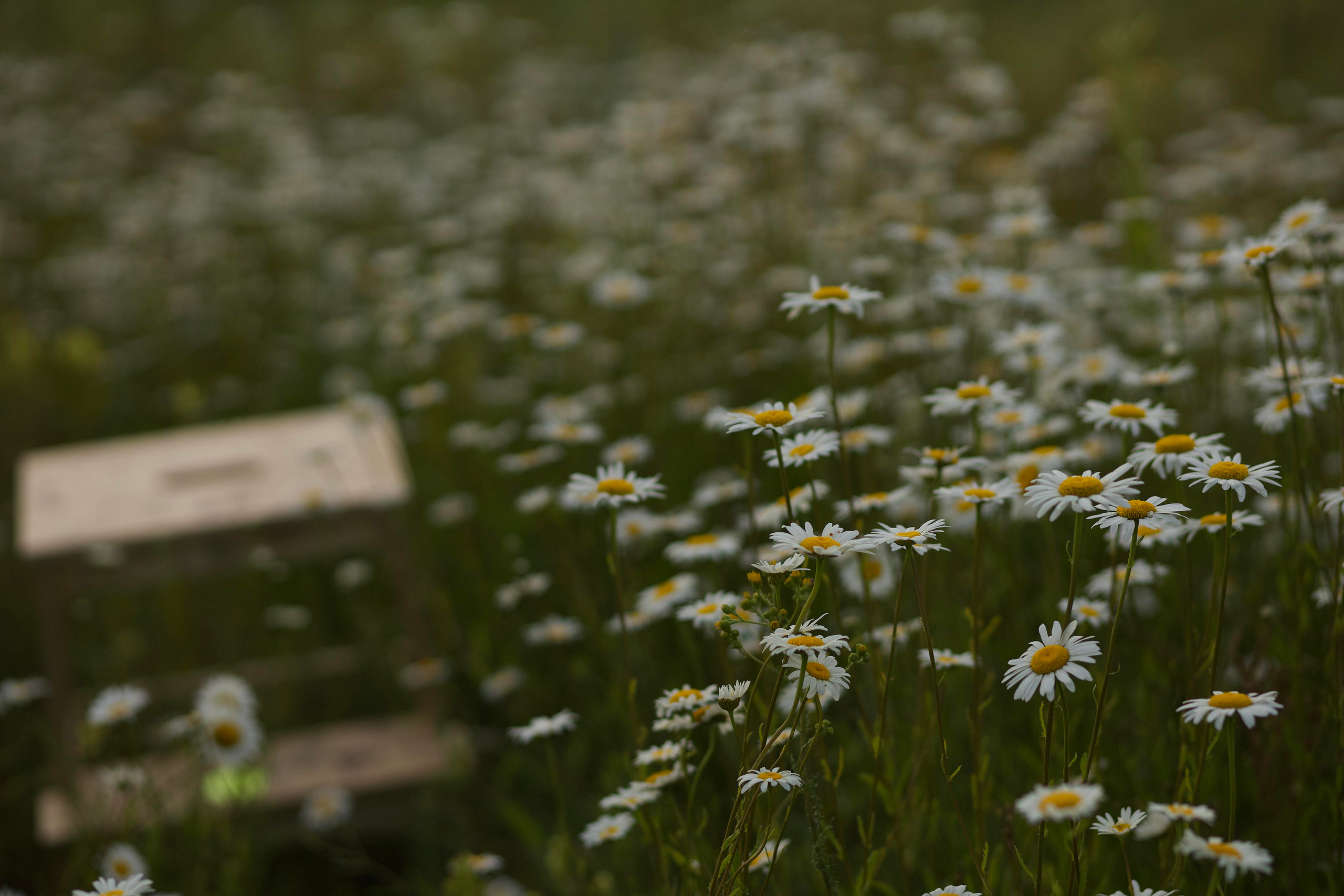 Главная. Семейный и свадебный фотограф Екатерина Михайлова