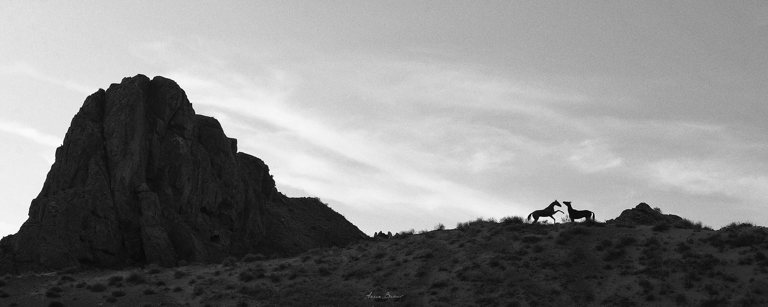 Gallery. Art photos of horses — ARTUR BABOEV | Photographer