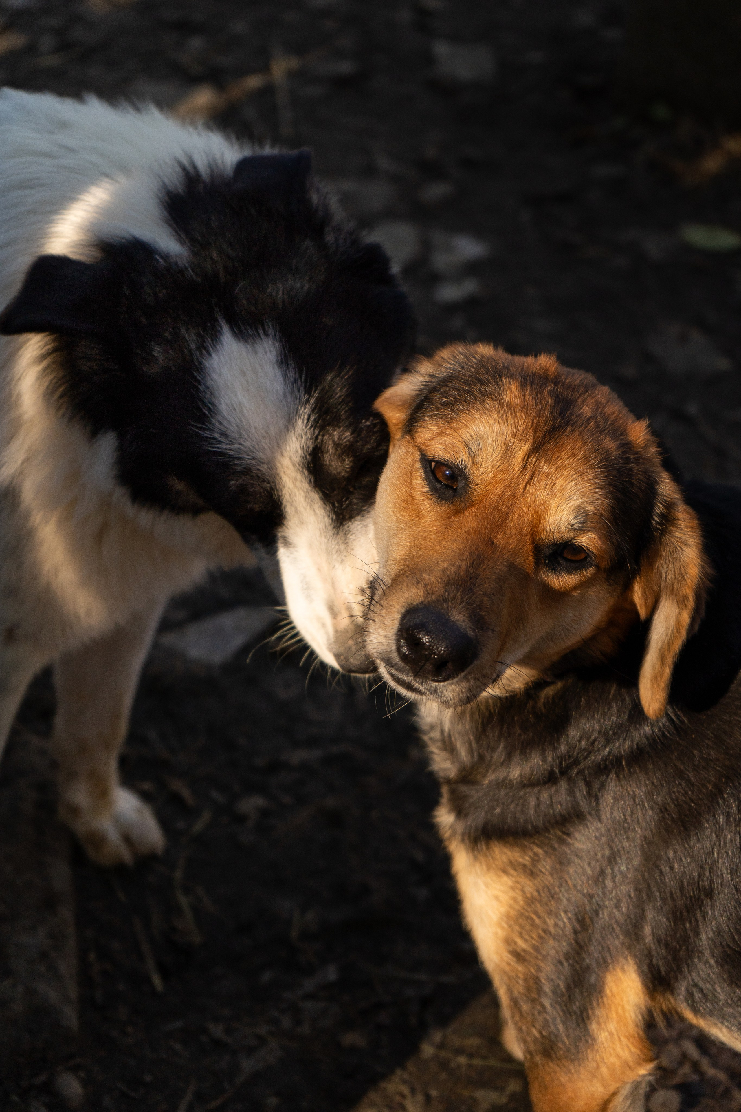 Pets. Makaroshkassirom — photographer in Minsk