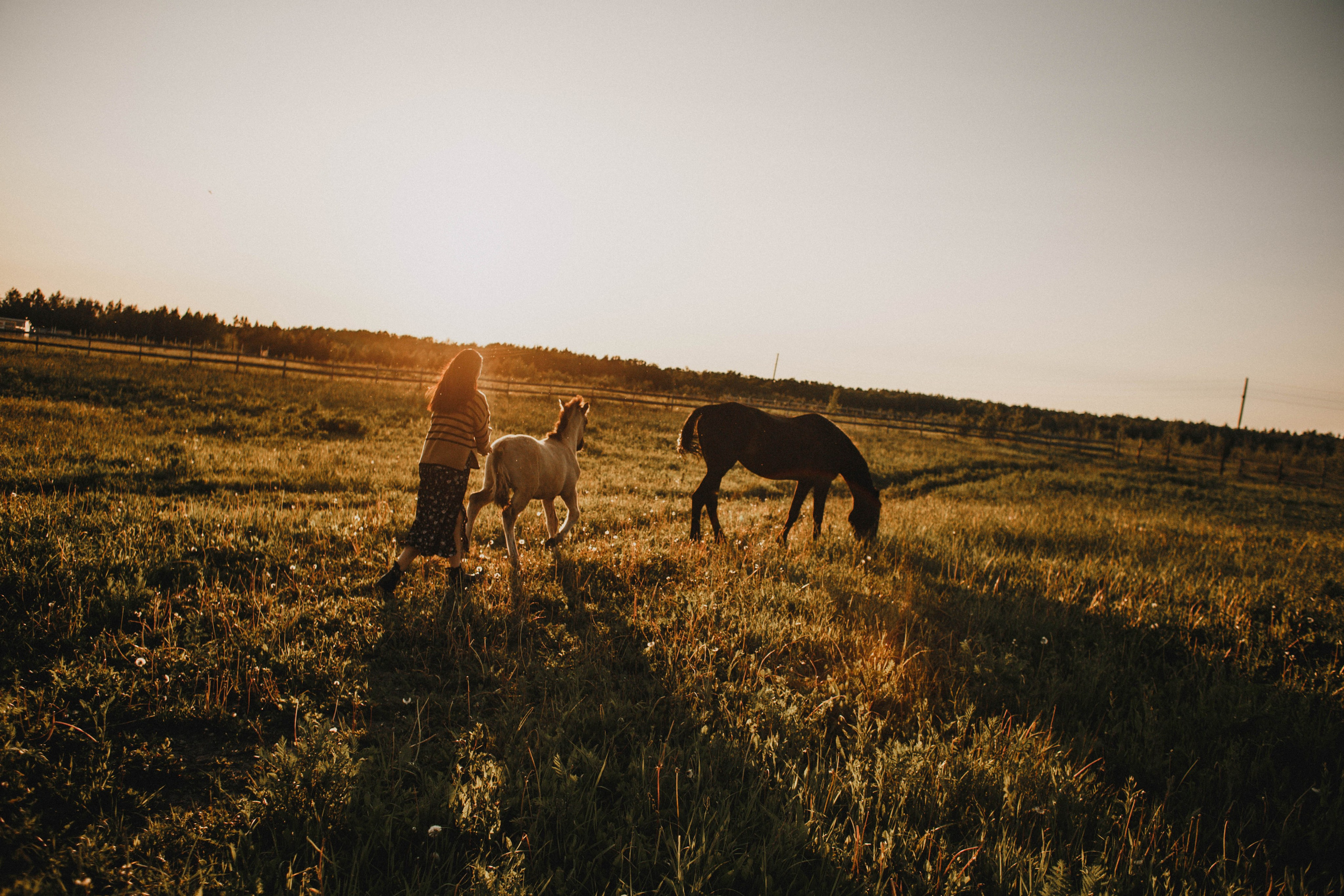 Варвара. Лошади. Закат. Фотограф в Нижнем Новгороде