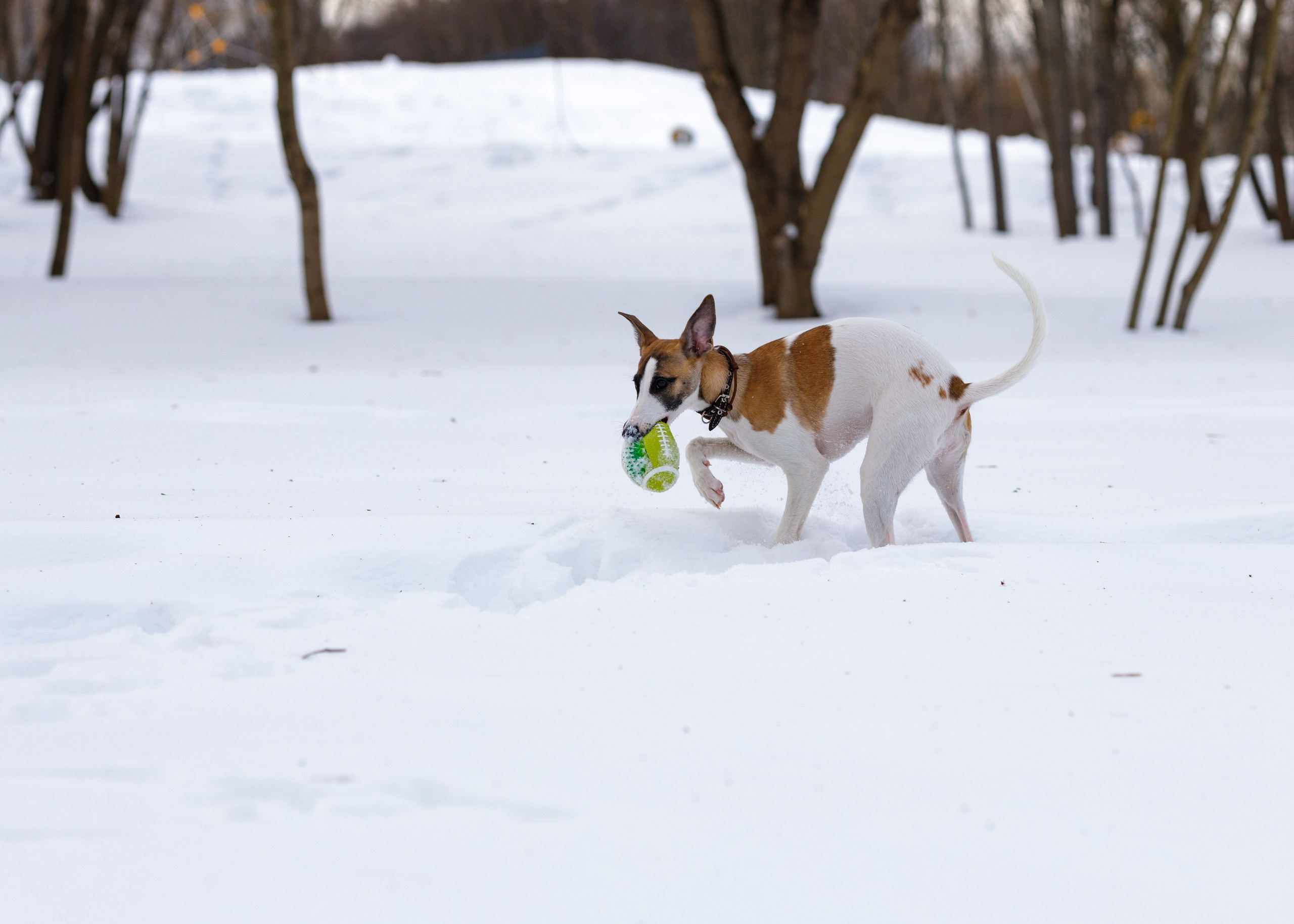 Ланди. Анна Самохина. Фотограф. Москва