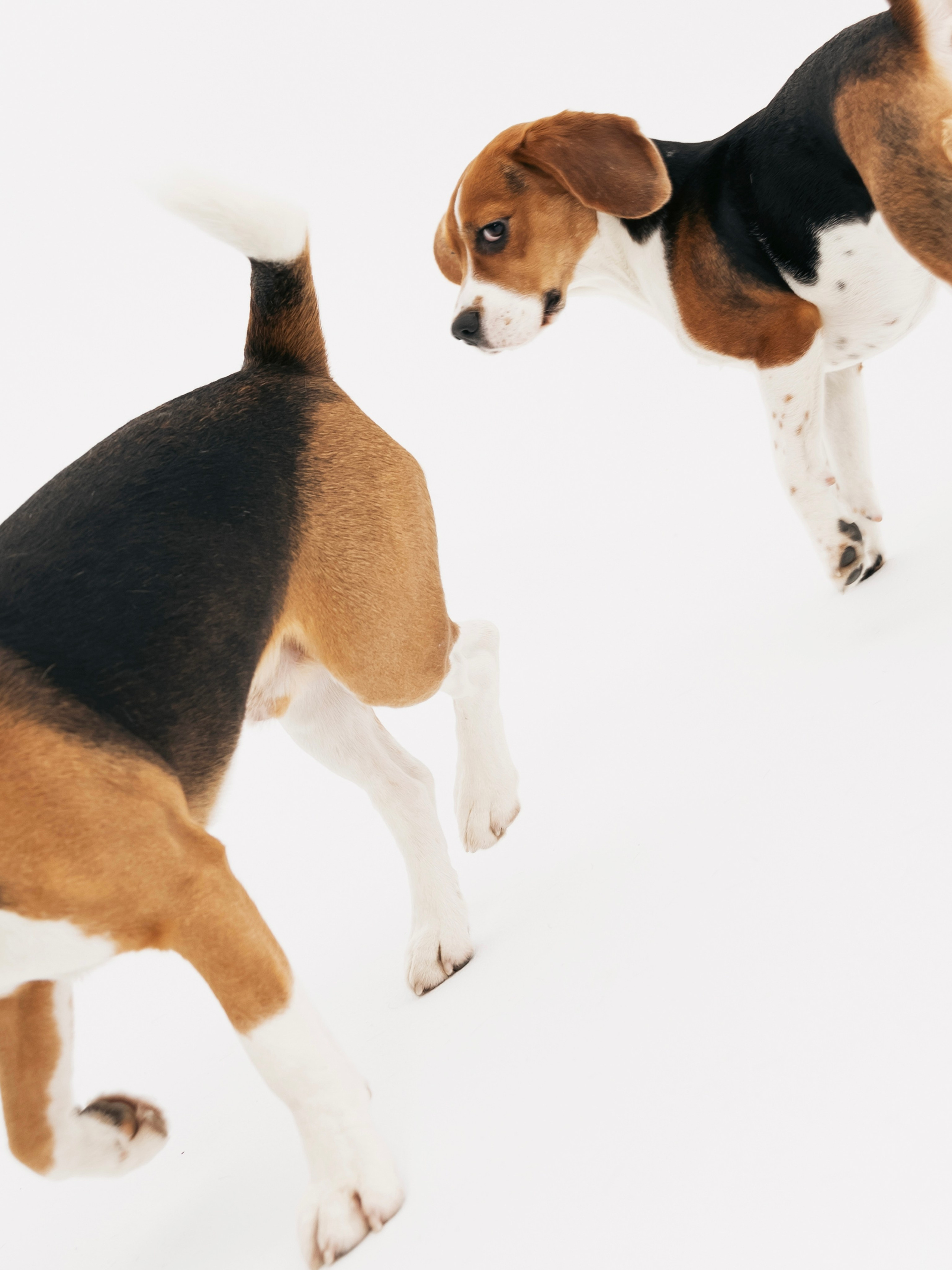 Биглемания. DRIPSTOCK MAG