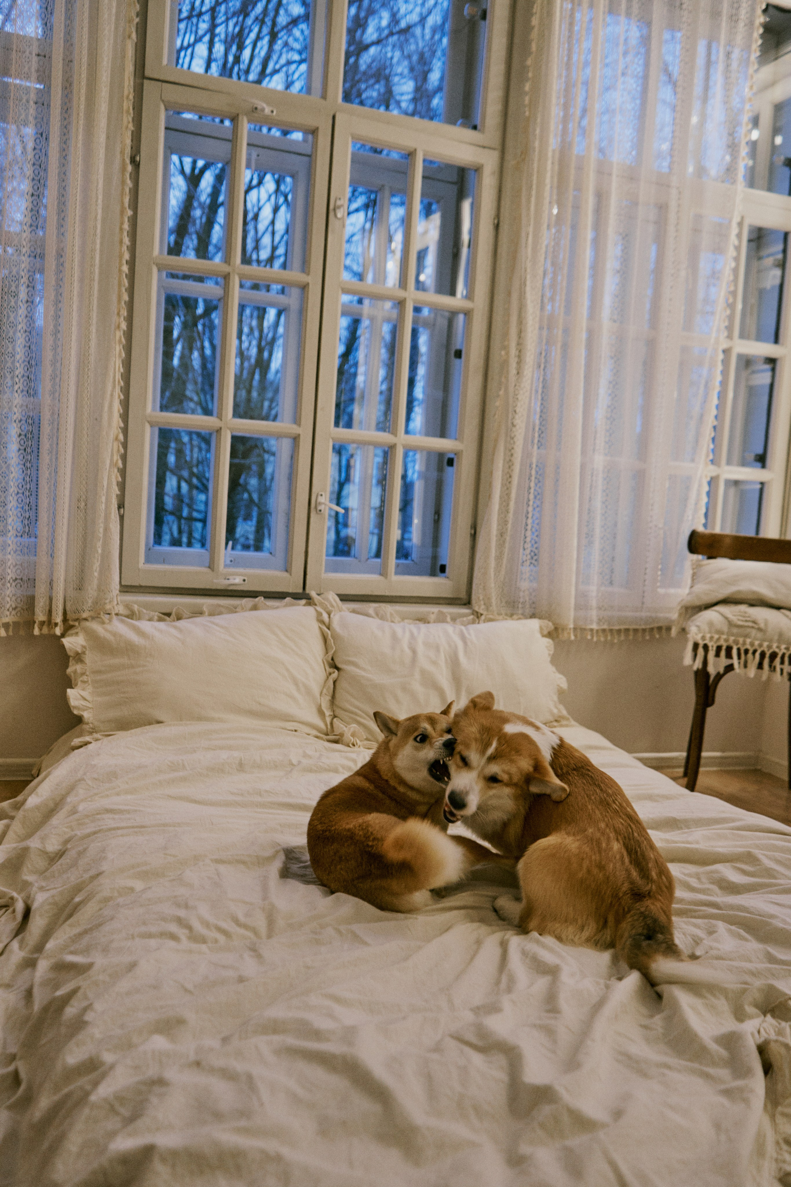 Хвостатый фотодень. Фотограф / Санкт-Петербург / Галина Никонова