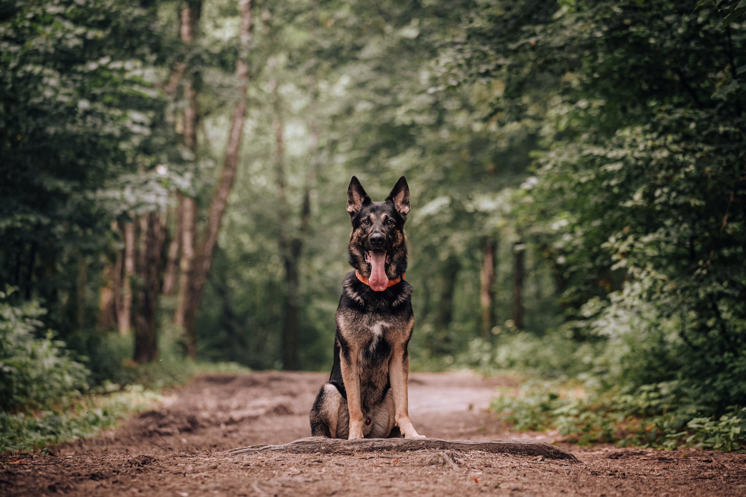 Лесная летняя фотопрогулка. Фотограф-анималист Татьяна Степанова