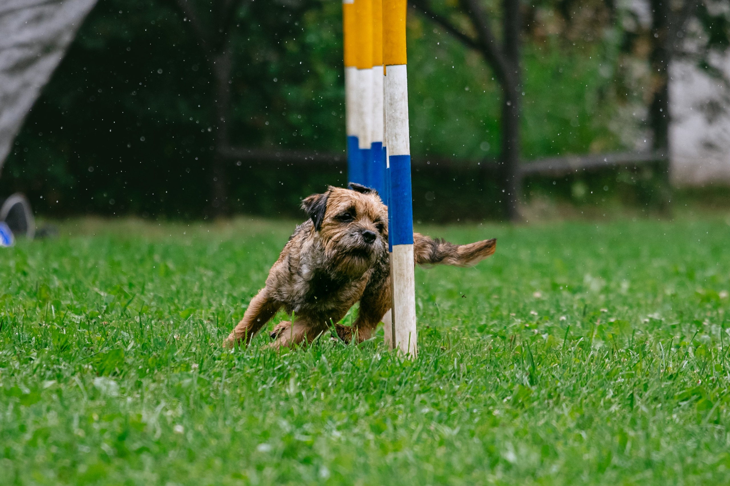 Соревнования по аджилити Долгопрудный 30.06.2025. Фотограф-анималист Татьяна Степанова