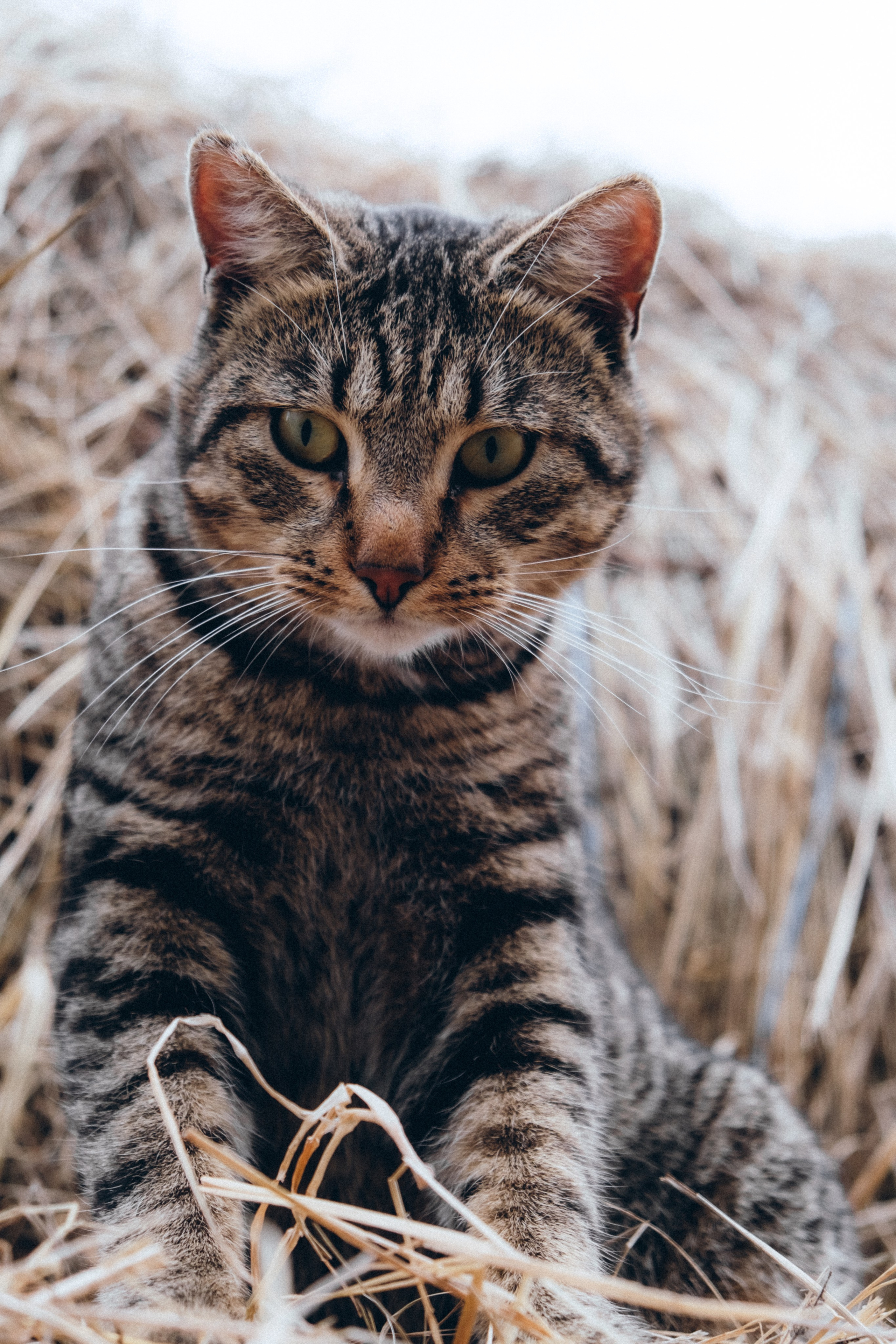 На ферме. Фотограф в Санкт-Петербурге Кристина Брянская