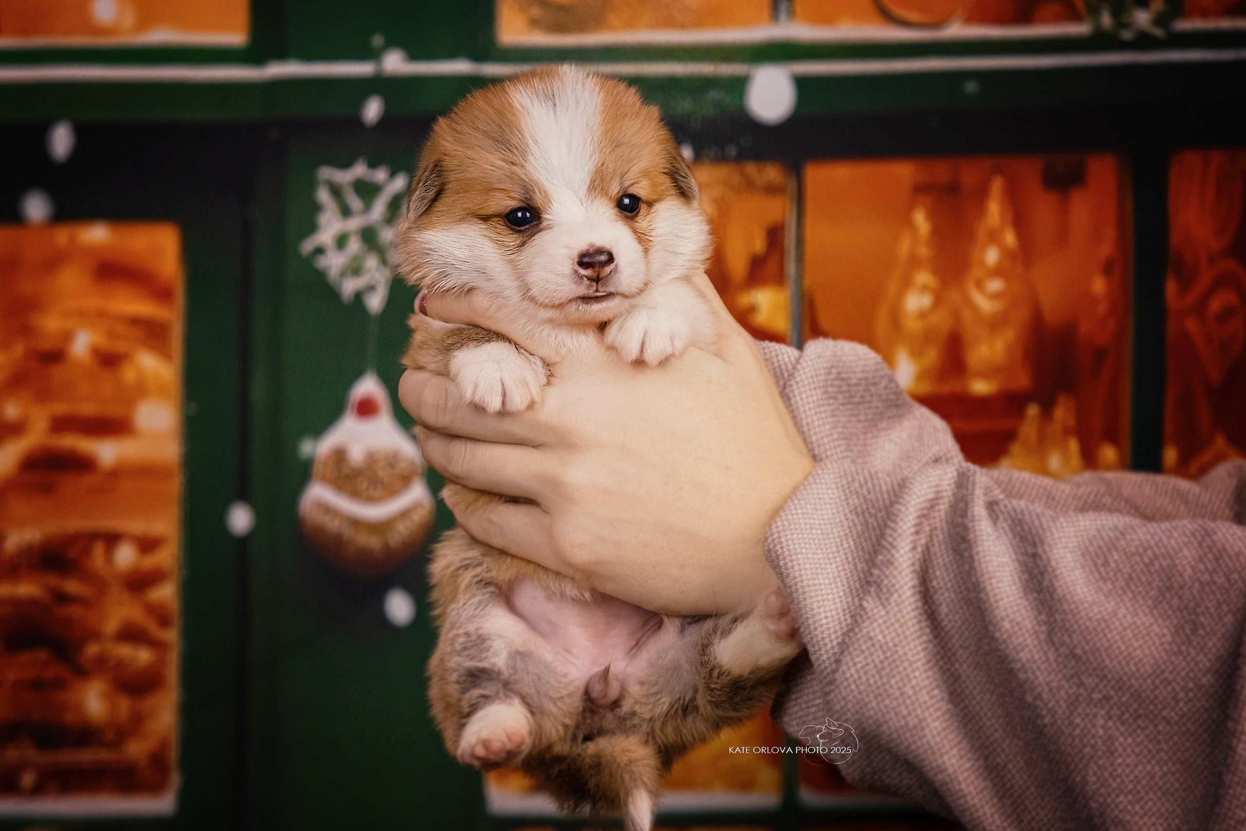 А — Кола и Цесей. Kawaii Kuma питомник собак пород Корги пемброк, Акита ину, Сиба