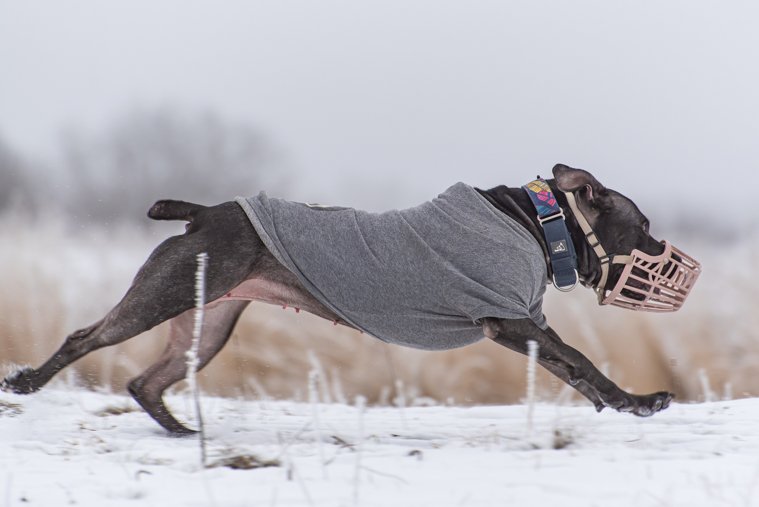 Фотографии с Бега за механической приманкой команды «Kiborg Sport». Фотограф Макс Огурцов в Нижнем Новгороде