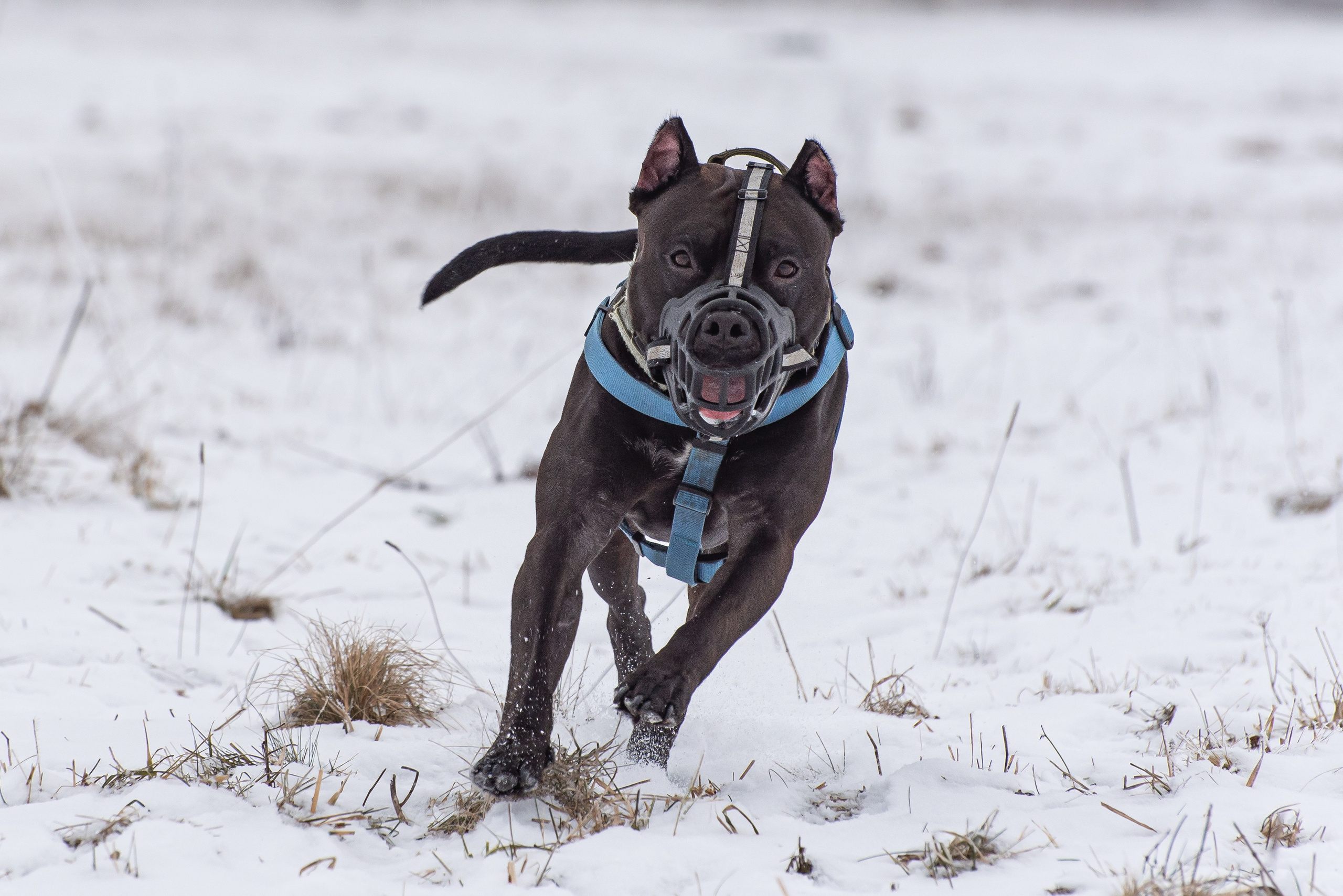 Бега за механической приманкой (Курсинг). Фотограф Макс Огурцов в Нижнем Новгороде