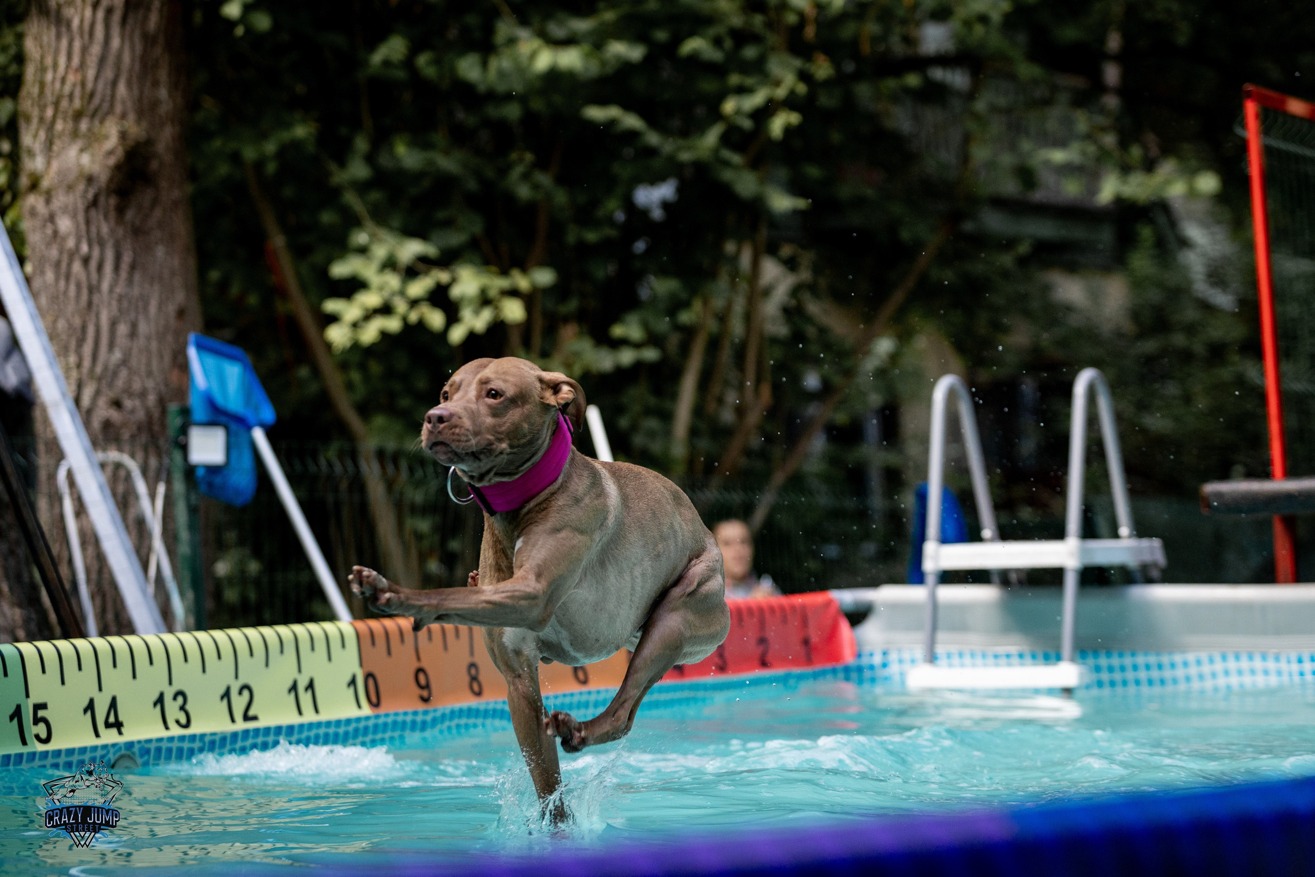 Собаки, спорт, Док дайвинг. Свадебный и репортажный фотограф в Москве и Московской области